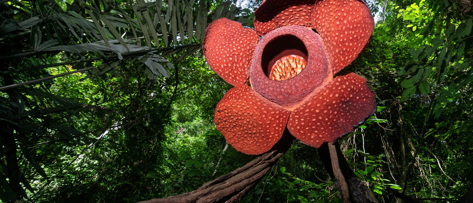 Eine Rafflesia arnoldii mit ihrer riesigen roten Blüte im Urwald.