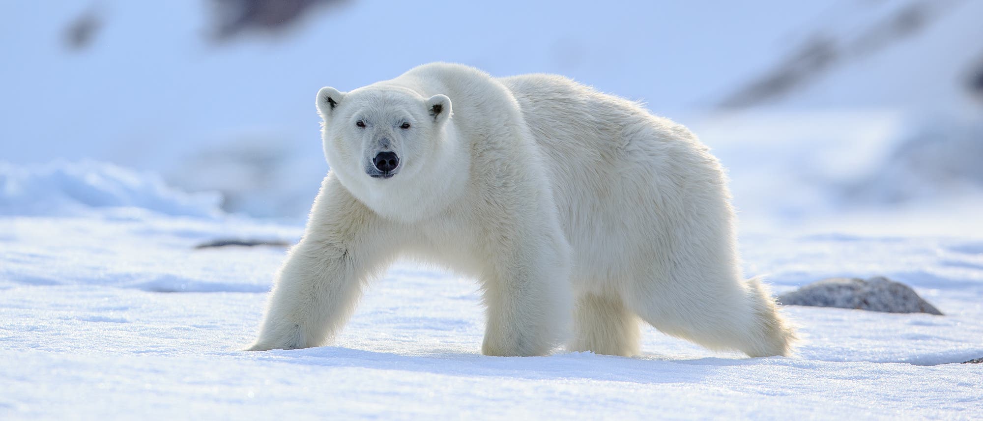 Ein Eisbär steht auf einer schneebedeckten Fläche in einer arktischen Landschaft. Der Hintergrund zeigt verschwommene Felsen und Schnee. Der Bär blickt direkt in die Kamera, während er auf allen Vieren steht. Die Szene vermittelt eine ruhige, kalte Umgebung. Ein Eisbär steht auf einer schneebedeckten Fläche in einer arktischen Landschaft. Der Hintergrund zeigt verschwommene Felsen und Schnee. Der Bär blickt direkt in die Kamera, während er auf allen Vieren steht. Die Szene vermittelt eine ruhige, kalte Umgebung.
