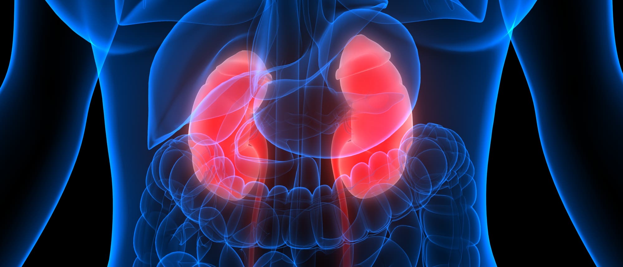 Eine anatomische Skizze des menschlichen Körpers, das die Nieren in leuchtendem Rot hervorhebt. Die Nieren sind im unteren Rückenbereich positioniert und von anderen Organen wie der Leber und dem Darm umgeben. Das Bild zeigt die Lage und Struktur der Nieren im Verhältnis zu anderen Organen im Körper.