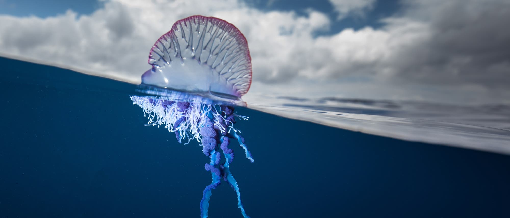Eine Portugiesische Galeere schwimmt im offenen Meer, halb über und halb unter der Wasseroberfläche. Der transparente, ballonartige Körper ist von rosa und violetten Tönen durchzogen, während die langen, blauen und violetten Tentakel unter der Wasseroberfläche hängen. Der Himmel ist bewölkt.