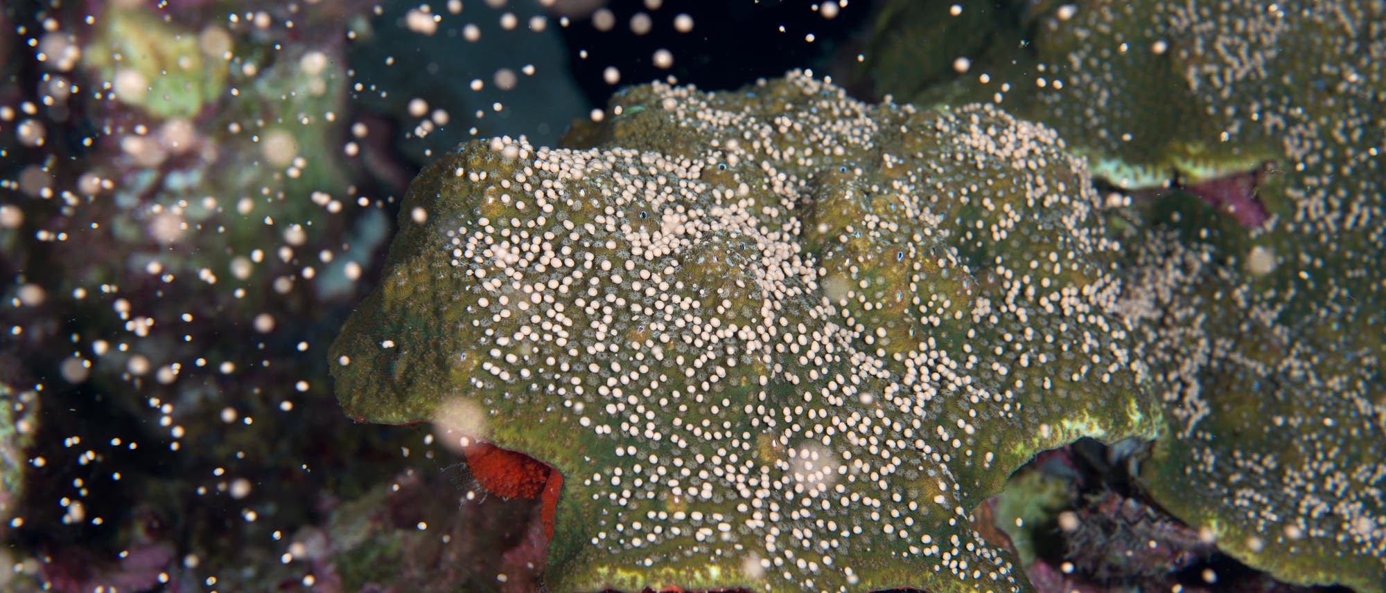 Korallen pflanzen sich fort, indem sie zur gleichen Zeit Millionen von Eizellen und Spermien ins Meerwasser abgeben.