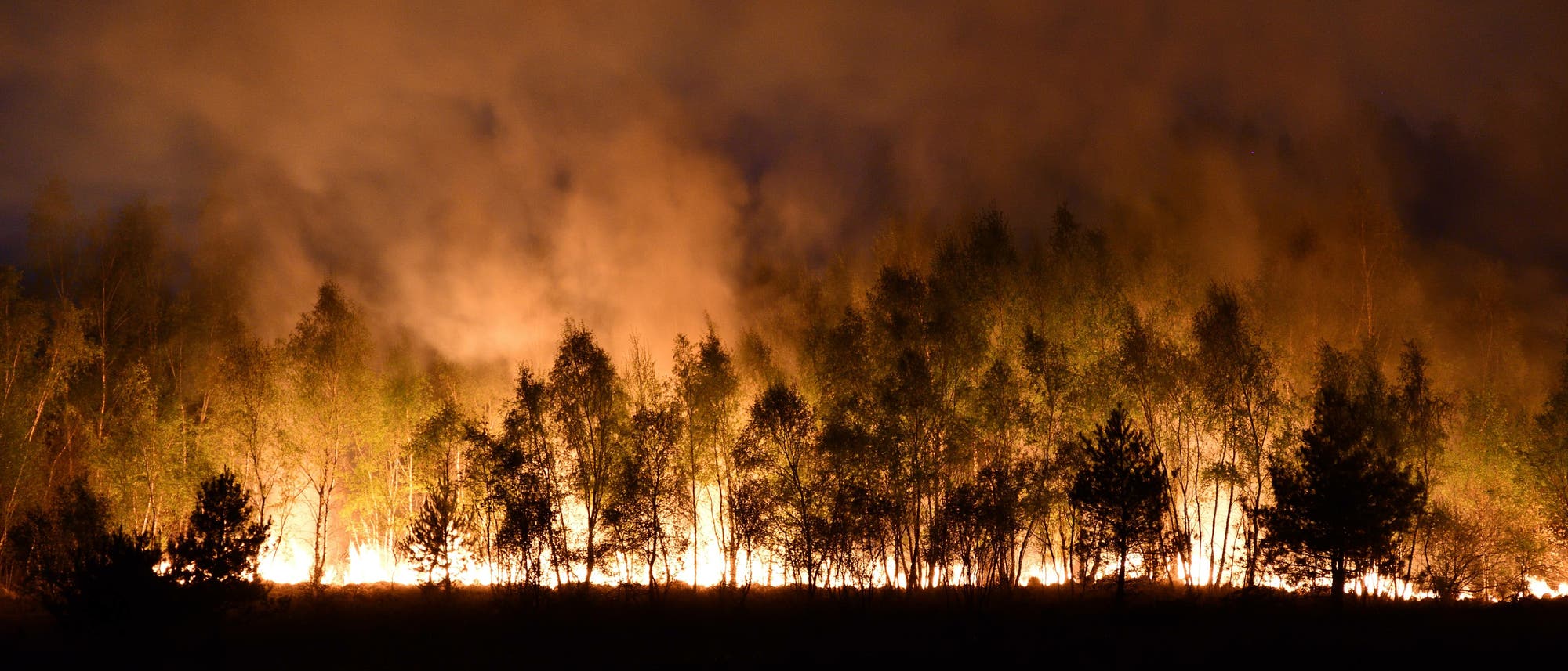 Bäume zeichnen sich vor einem Bodenfeuer ab.