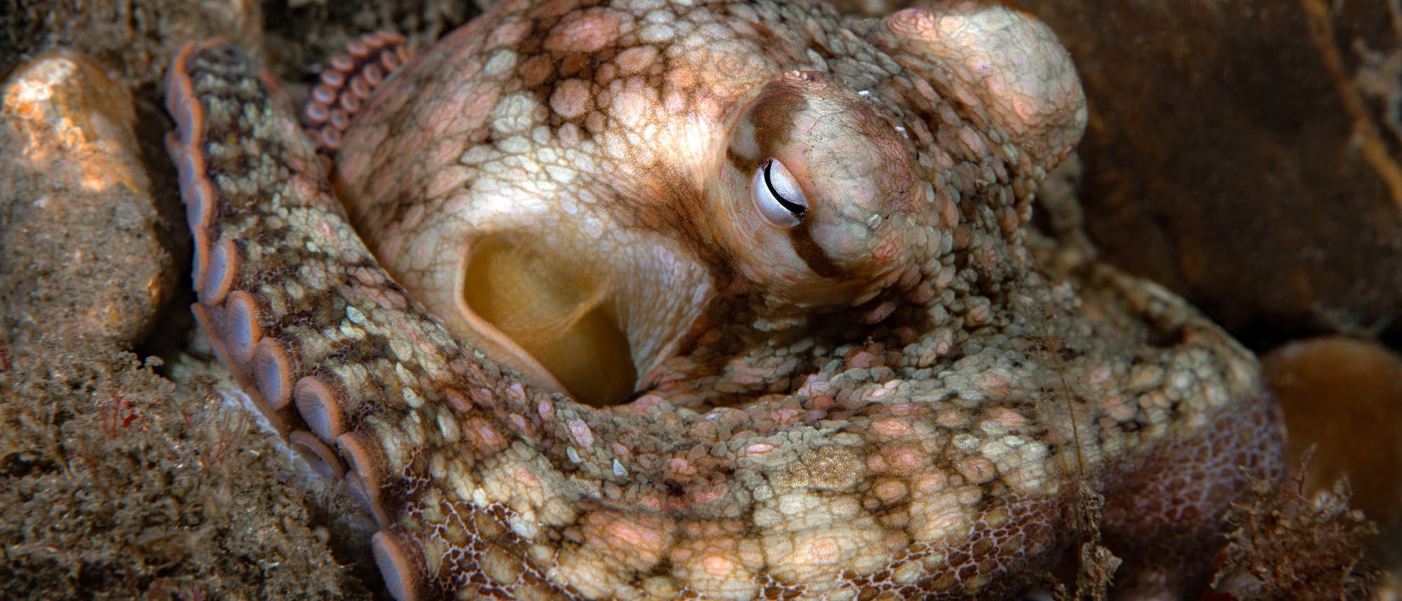 Ein Oktopus ruht auf einem felsigen Untergrund im Meer. Die Haut des Oktopus zeigt ein komplexes Muster aus verschiedenen Braunt&ouml;nen und Texturen, das ihm hilft, sich in seiner Umgebung zu tarnen. Die Tentakel sind um den K&ouml;rper gewickelt, und ein Auge ist halb ge&ouml;ffnet. Die Umgebung ist mit Algen und anderen Meereslebewesen bedeckt.