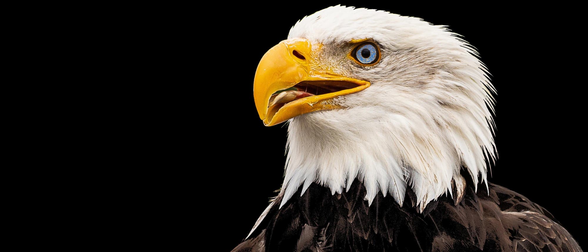 Ein Wei&szlig;kopfseeadler mit einem markanten gelben Schnabel und scharfen blauen Augen vor einem schwarzen Hintergrund. Der Vogel hat ein wei&szlig;es Gefieder am Kopf und dunkle Federn am K&ouml;rper. Der Ausdruck des Adlers wirkt aufmerksam und wachsam.