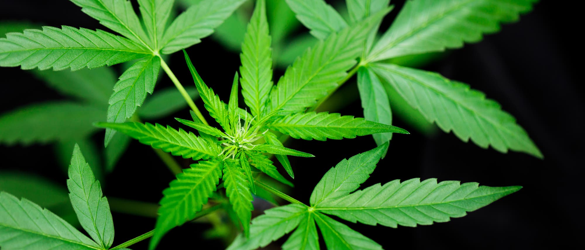 Cannabis Cannabis