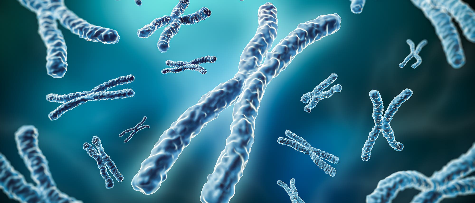 Darstellung mehrerer Chromosomen in einer vergrößerten, dreidimensionalen Ansicht. Die Chromosomen sind in verschiedenen Größen und Perspektiven dargestellt, um ihre Struktur und Form zu verdeutlichen. Der Hintergrund ist in einem unscharfen Blau gehalten, was den Fokus auf die Chromosomen lenkt. Diese Abbildung dient der Veranschaulichung genetischer Strukturen und Prozesse. Darstellung mehrerer Chromosomen in einer vergrößerten, dreidimensionalen Ansicht. Die Chromosomen sind in verschiedenen Größen und Perspektiven dargestellt, um ihre Struktur und Form zu verdeutlichen. Der Hintergrund ist in einem unscharfen Blau gehalten, was den Fokus auf die Chromosomen lenkt. Diese Abbildung dient der Veranschaulichung genetischer Strukturen und Prozesse.