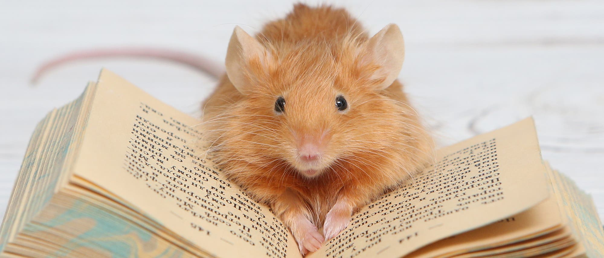 Eine kleine, flauschige, hellbraune Maus sitzt auf einem aufgeschlagenen Buch. Die Maus schaut direkt in die Kamera, während ihre Pfoten auf den Seiten des Buches ruhen. Der Hintergrund ist unscharf und hell, was den Fokus auf die Maus und das Buch lenkt. Der Text im Buch ist nicht lesbar. Eine kleine, flauschige, hellbraune Maus sitzt auf einem aufgeschlagenen Buch. Die Maus schaut direkt in die Kamera, während ihre Pfoten auf den Seiten des Buches ruhen. Der Hintergrund ist unscharf und hell, was den Fokus auf die Maus und das Buch lenkt. Der Text im Buch ist nicht lesbar.