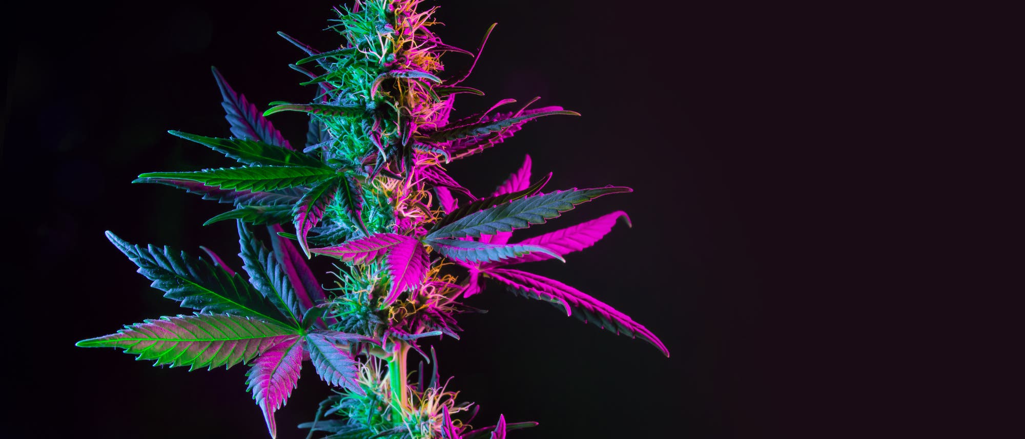 Eine bunt beleuchtete Cannabis-Pflanze