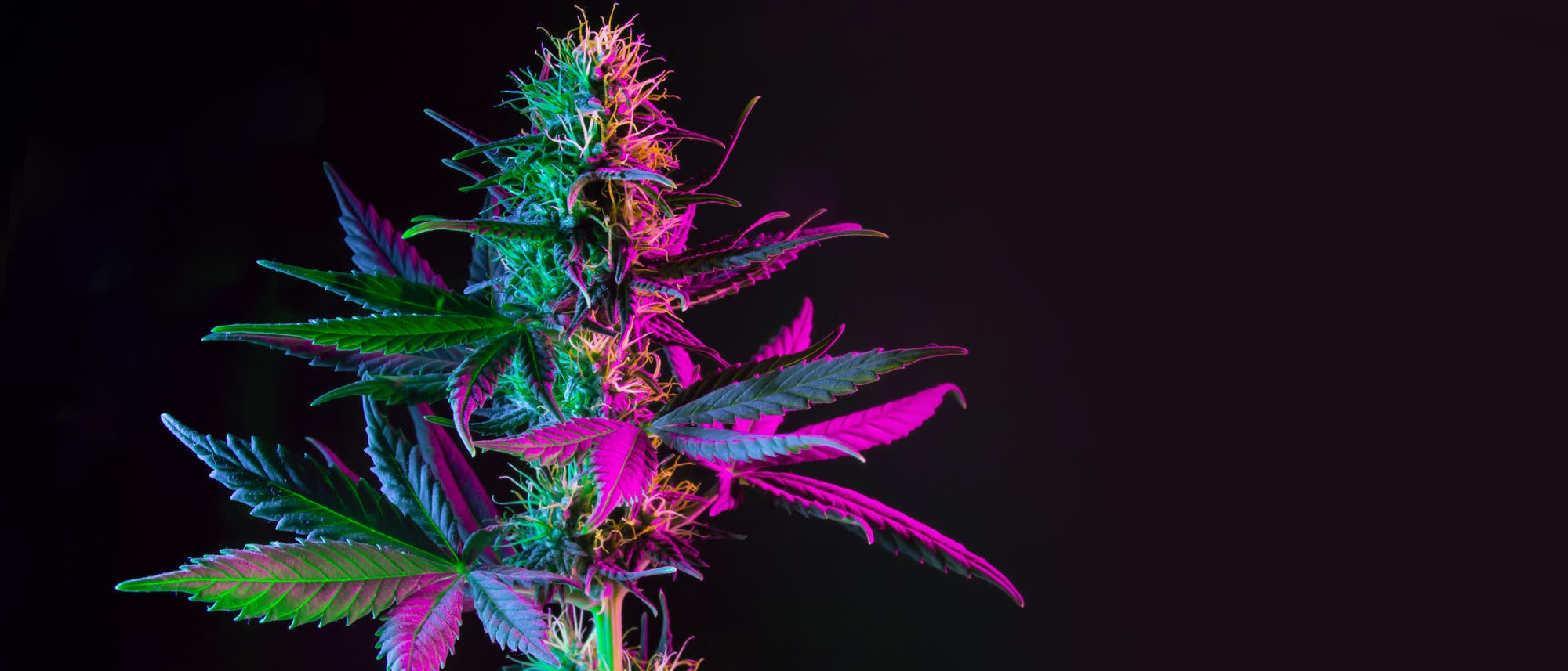Eine bunt beleuchtete Cannabis-Pflanze