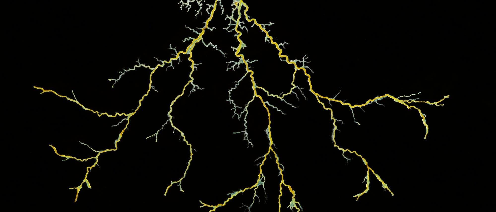 Von unten beleuchtete Nahaufnahme von Protoplamasträngen des Schleimpilzes Physarum Polycephalum