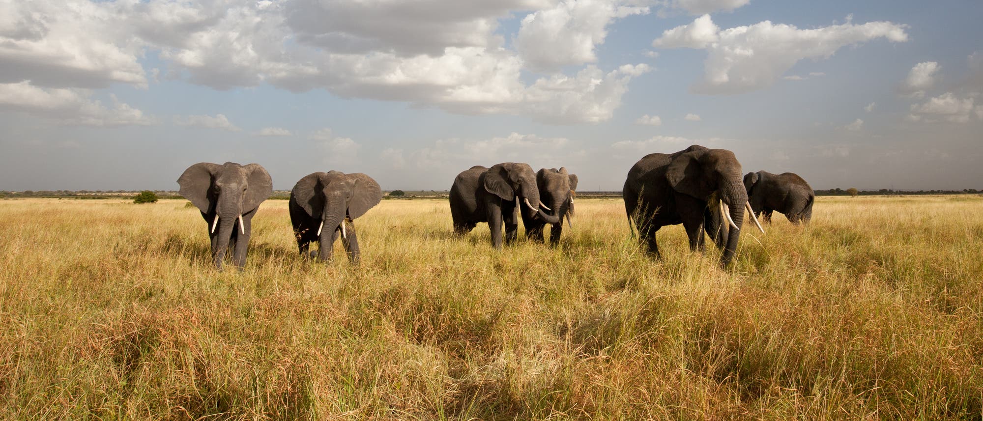 Eine Herde von 6 Elefanten steht im gelblichen Savannengras unter einem Himmel, über den malerische Wolken ziehen