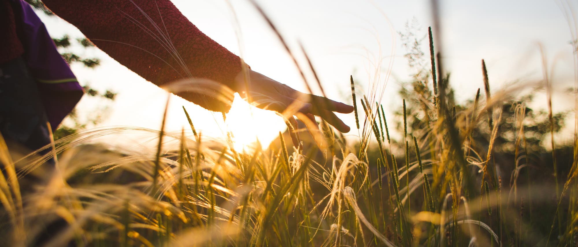 Eine Hand streicht sanft über ein Feld mit hohen Gräsern im Sonnenuntergang. Die Sonne scheint durch die Gräser und erzeugt ein warmes, goldenes Licht. Im Hintergrund sind verschwommene Bäume zu sehen. Eine Hand streicht sanft über ein Feld mit hohen Gräsern im Sonnenuntergang. Die Sonne scheint durch die Gräser und erzeugt ein warmes, goldenes Licht. Im Hintergrund sind verschwommene Bäume zu sehen.