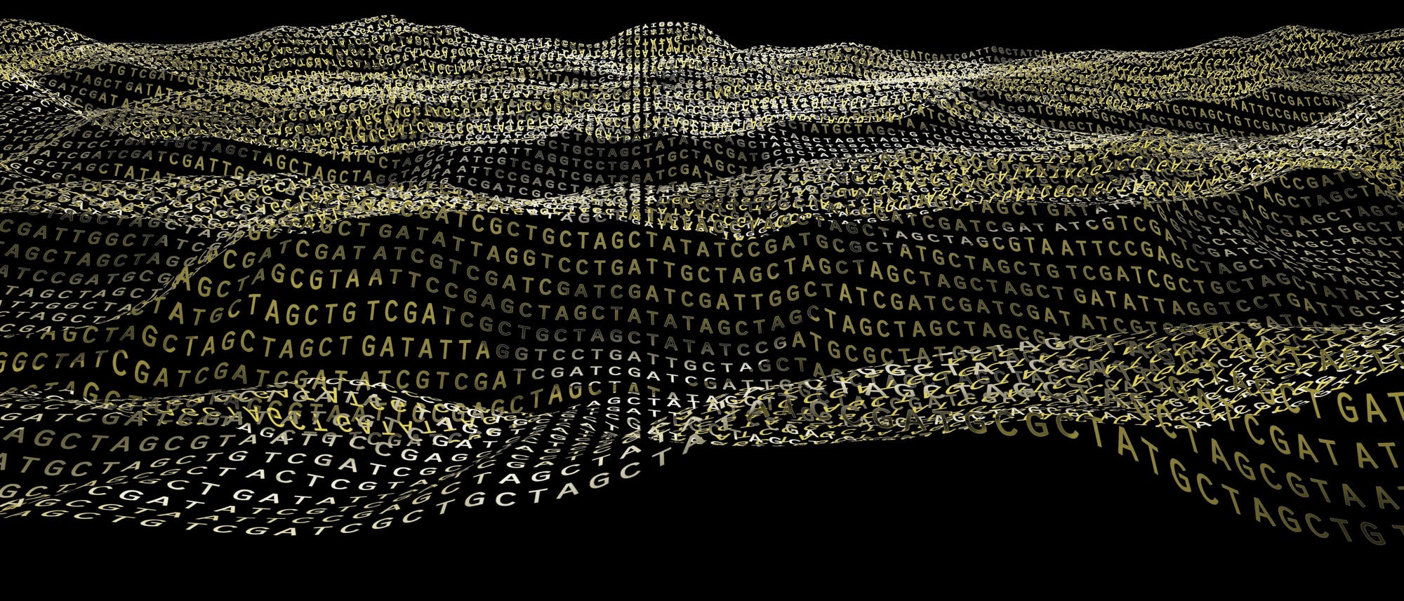Eine k&uuml;nstlerische Darstellung eines bioinformatischen Sequenzabgleichs, die wellenf&ouml;rmige Strukturen zeigt, die aus DNA-Basenpaaren bestehen. Die Buchstaben A, T, C und G sind in verschiedenen Gr&ouml;&szlig;en und Perspektiven angeordnet, um eine dreidimensionale Landschaft zu erzeugen. Der Hintergrund ist schwarz, wodurch die gelben und wei&szlig;en Buchstaben hervorgehoben werden. Diese visuelle Metapher symbolisiert die Komplexit&auml;t und Vielfalt genetischer Informationen.