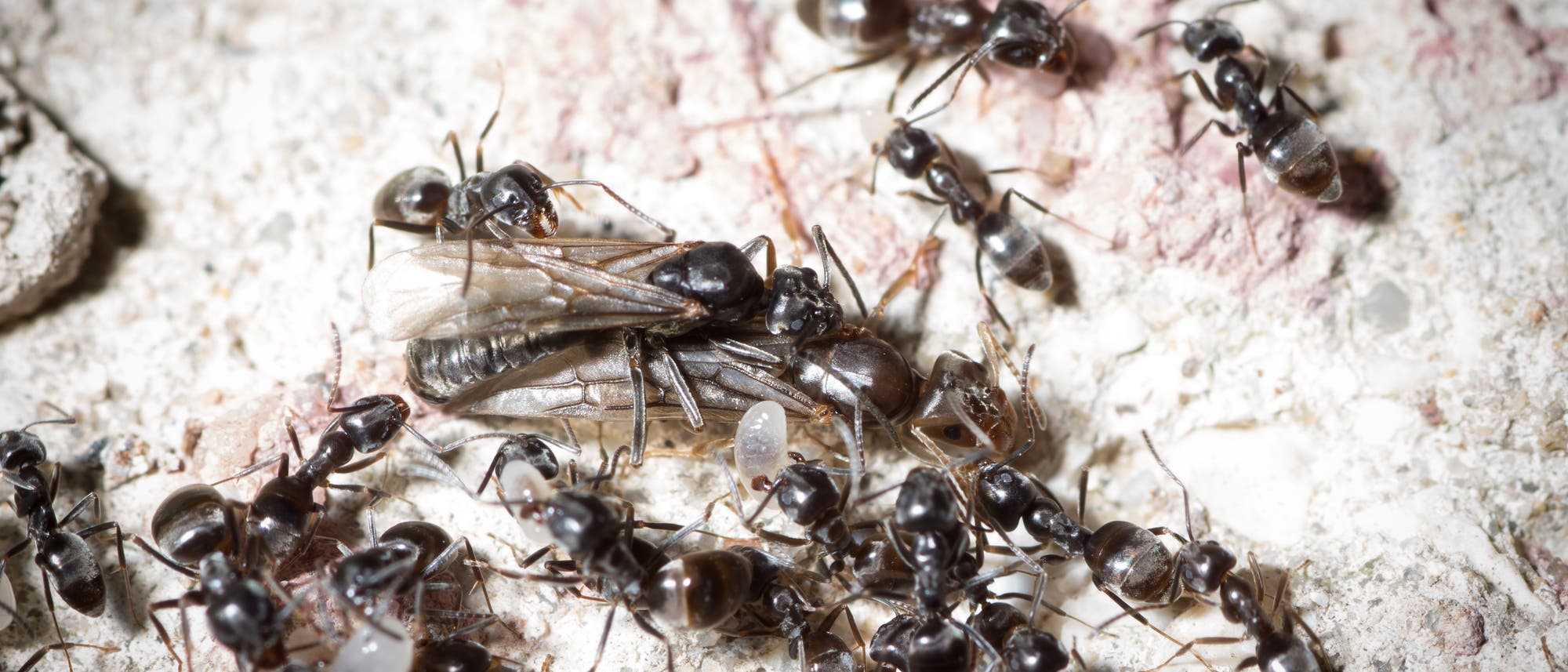 Eine Gruppe von Ameisen umgibt eine geflügelte Ameise auf einer unebenen, steinigen Oberfläche. Die Ameisen sind in verschiedenen Positionen und scheinen miteinander zu interagieren. Einige tragen kleine, weiße Objekte, möglicherweise Eier. Die Szene ist in natürlichem Licht aufgenommen, was die Details der Ameisen und der Oberfläche hervorhebt.