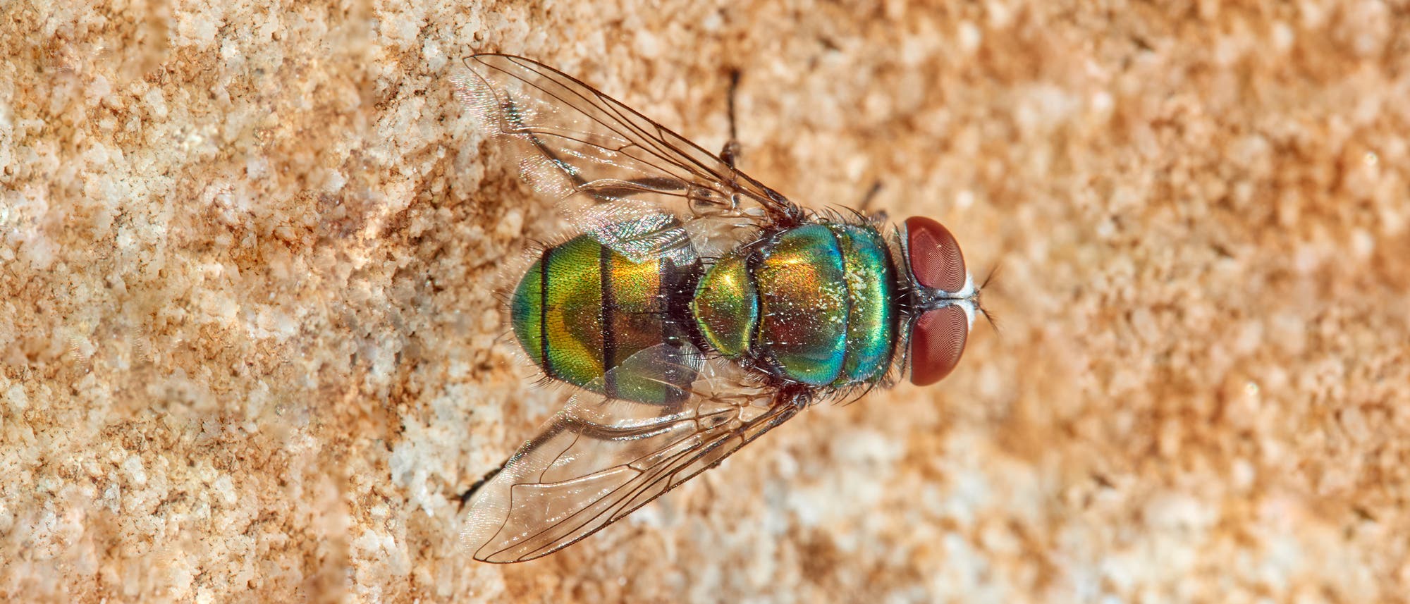 Eine grün-goldene, glänzende Fliege mit roten Augen und durchsichtigen Flügeln sitzt auf einem körnigen, weißlich-braunen Untergrund. Sie blickt nach rechts