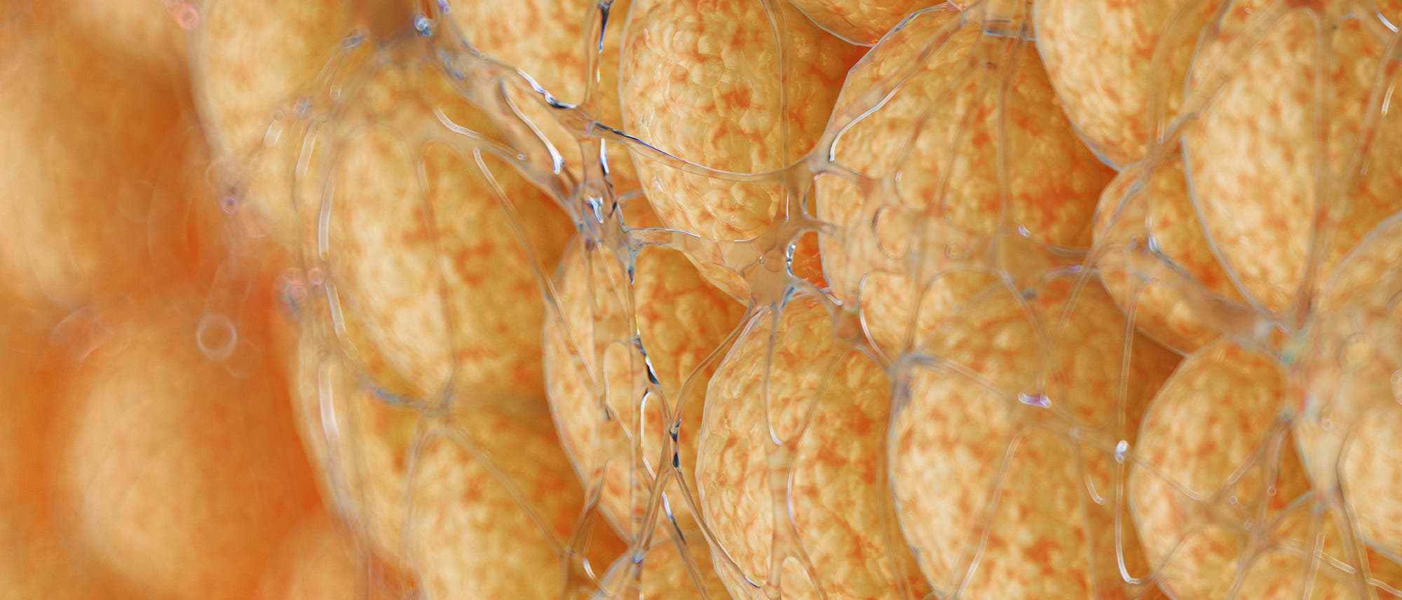 Nahaufnahme eines anatomischen Diagramms von tierischem Fettgewebe. Die Abbildung zeigt eine Ansammlung von gelblichen Fettzellen, die von einem Netzwerk aus feinen, durchsichtigen Fasern umgeben sind. Die Struktur der Zellen ist kugelf&ouml;rmig und dicht gepackt, was die Speicherung von Lipiden veranschaulicht. Die Darstellung hebt die Textur und Anordnung der Zellen hervor, um die Funktion und Struktur des Fettgewebes zu verdeutlichen.