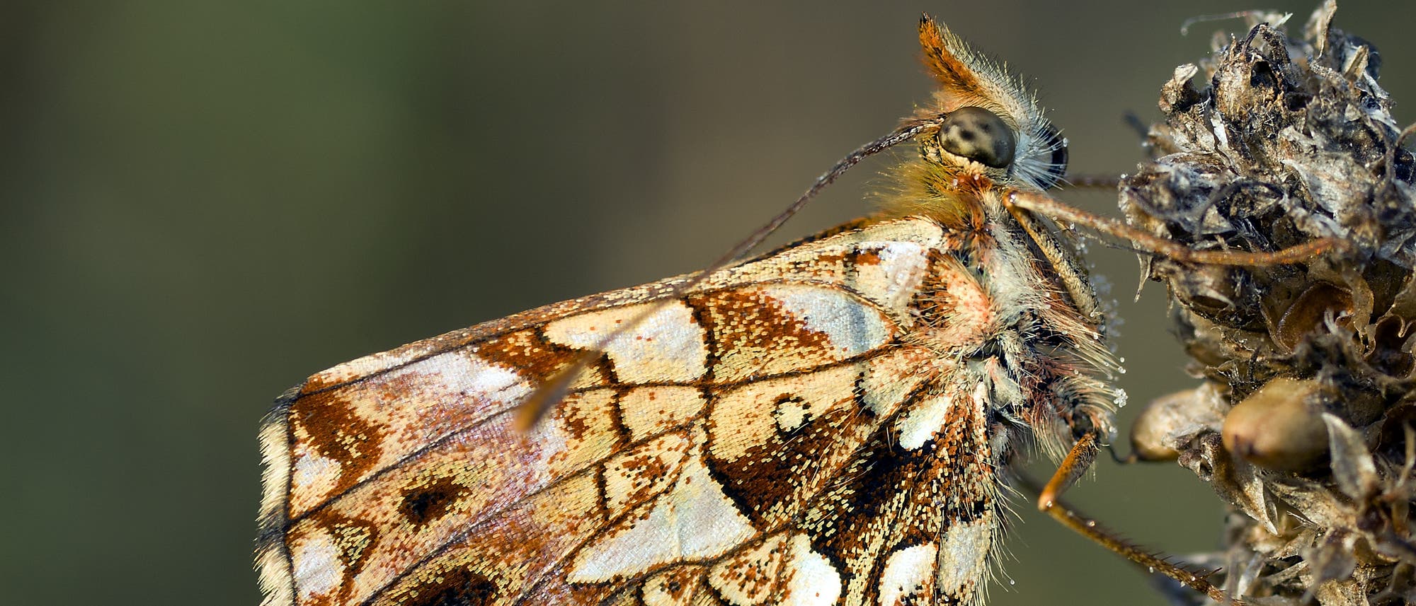 Ein braun gemusterter Magerrasen-Perlmutterfalter (Boloria dia) auf einer vertrockneten Blüte.