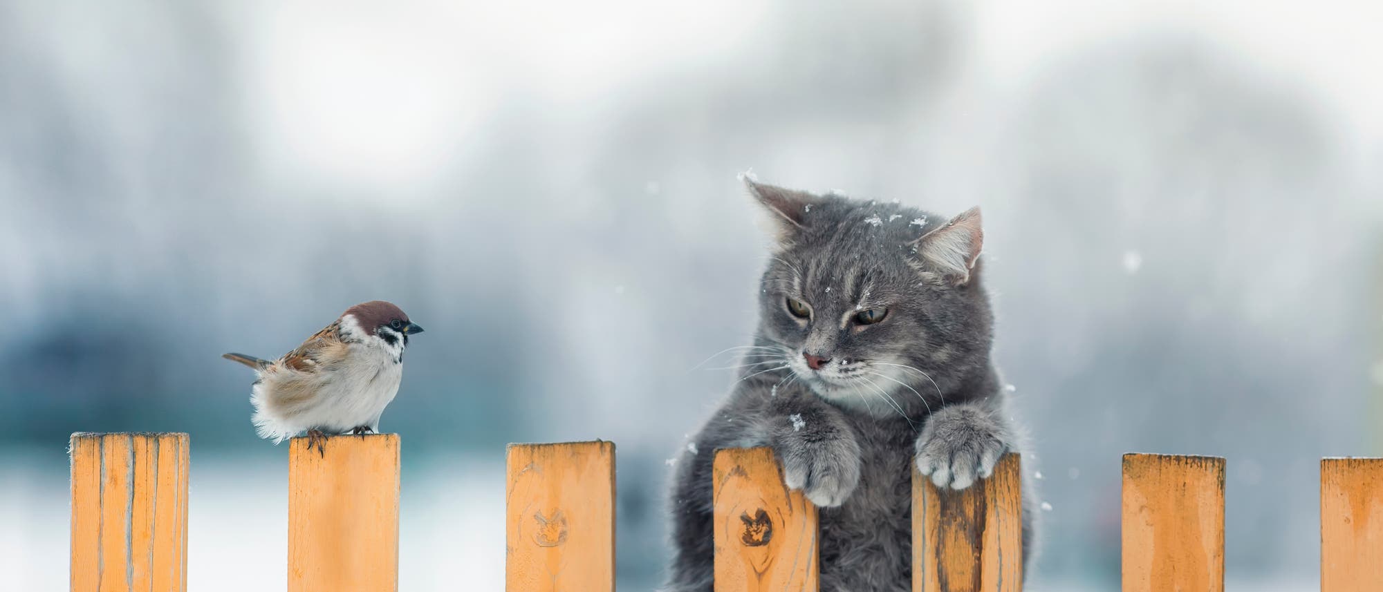 Eine graue Katze sitzt auf einem hölzernen Zaun und schaut neugierig auf einen kleinen Vogel, der ebenfalls auf dem Zaun sitzt. Eine graue Katze sitzt auf einem hölzernen Zaun und schaut neugierig auf einen kleinen Vogel, der ebenfalls auf dem Zaun sitzt.