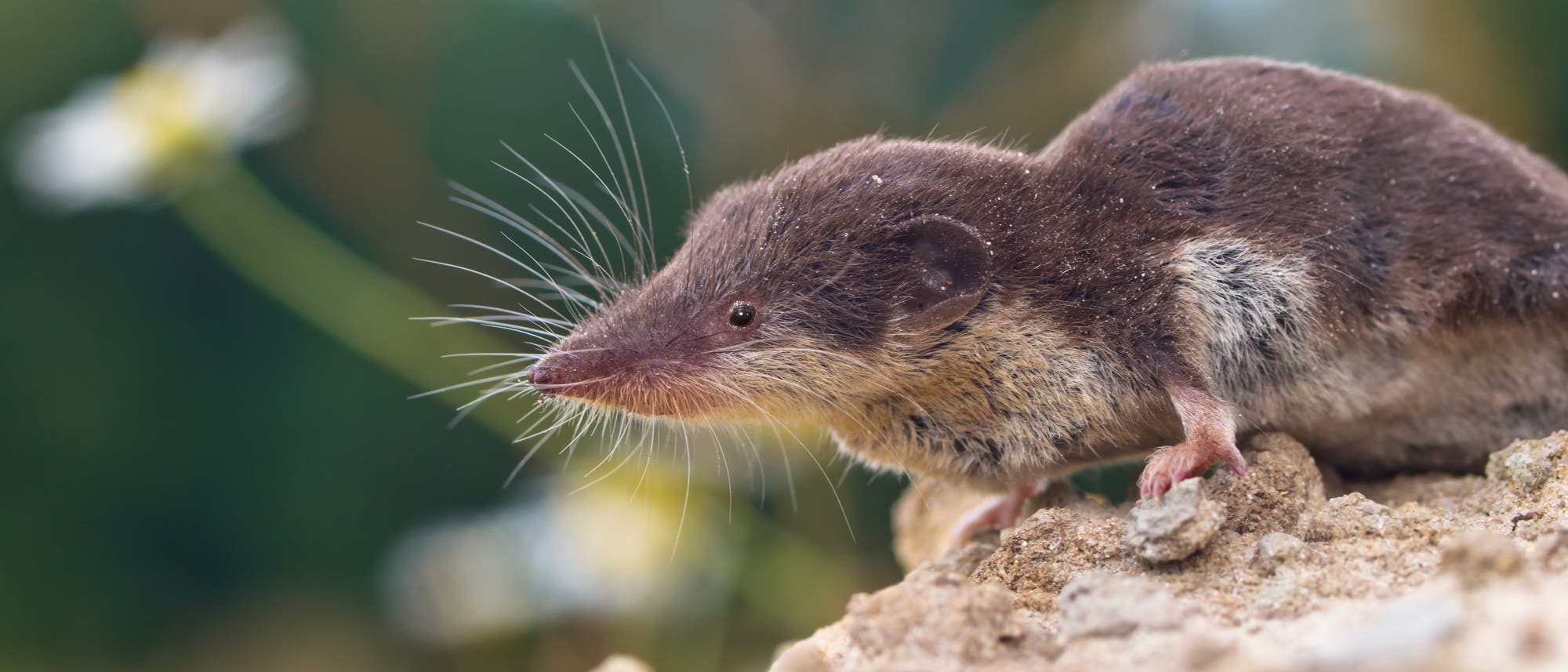 Eine kleine Spitzmaus mit braunem Fell am Rücken und weißem Fell am Bauch und mit langen Schnurrhaaren sitzt auf einem Felsen. 