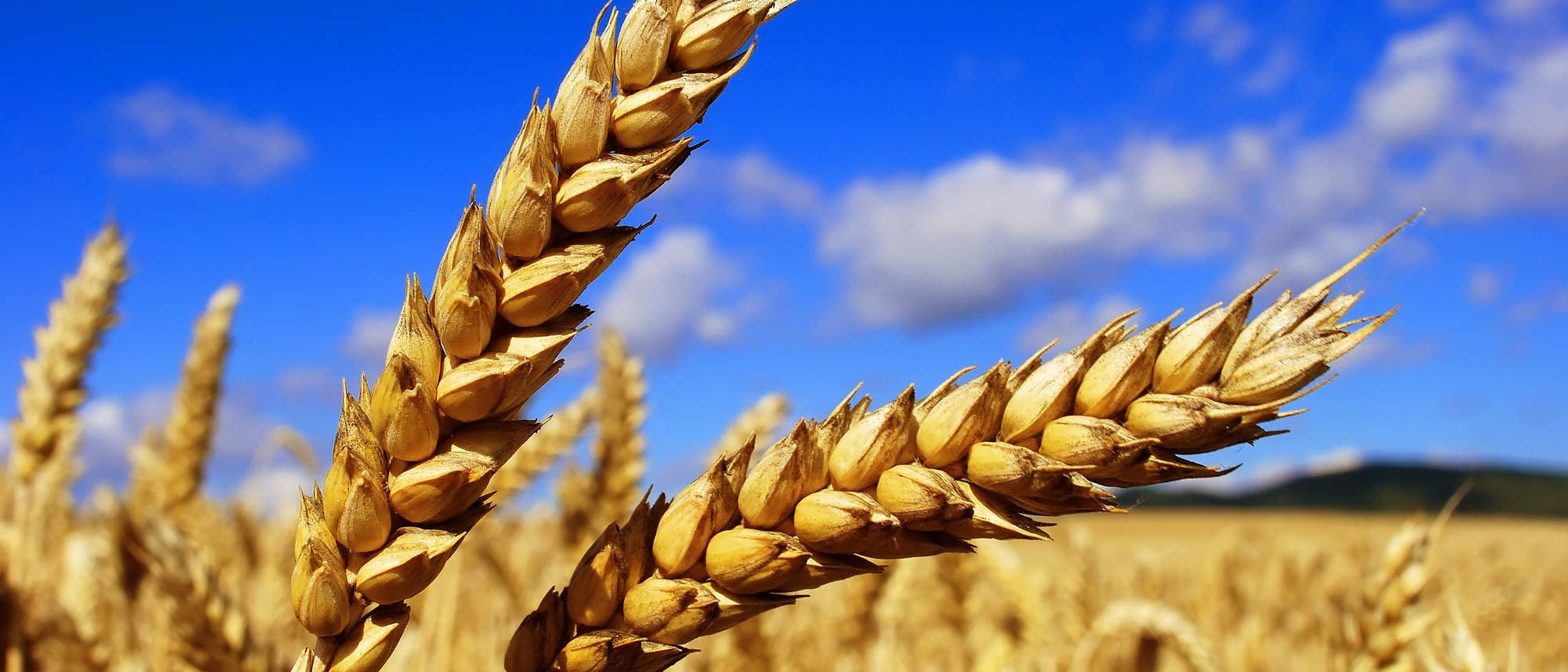Getreideähren in Nahaufnahme, im Hintergrund das Getreidefeld in Unschärfe und ein strahlend-blauer Himmel.
