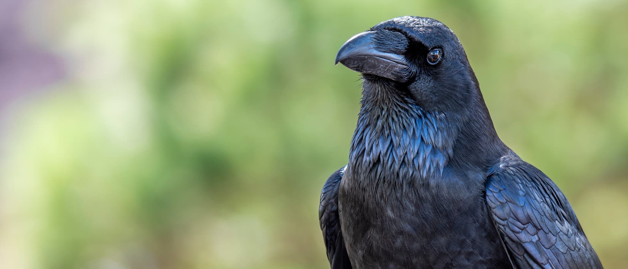Ein Rabe mit glänzendem, schwarzem Gefieder steht vor einem unscharfen, grünen Hintergrund. Der Vogel schaut aufmerksam zur Seite.