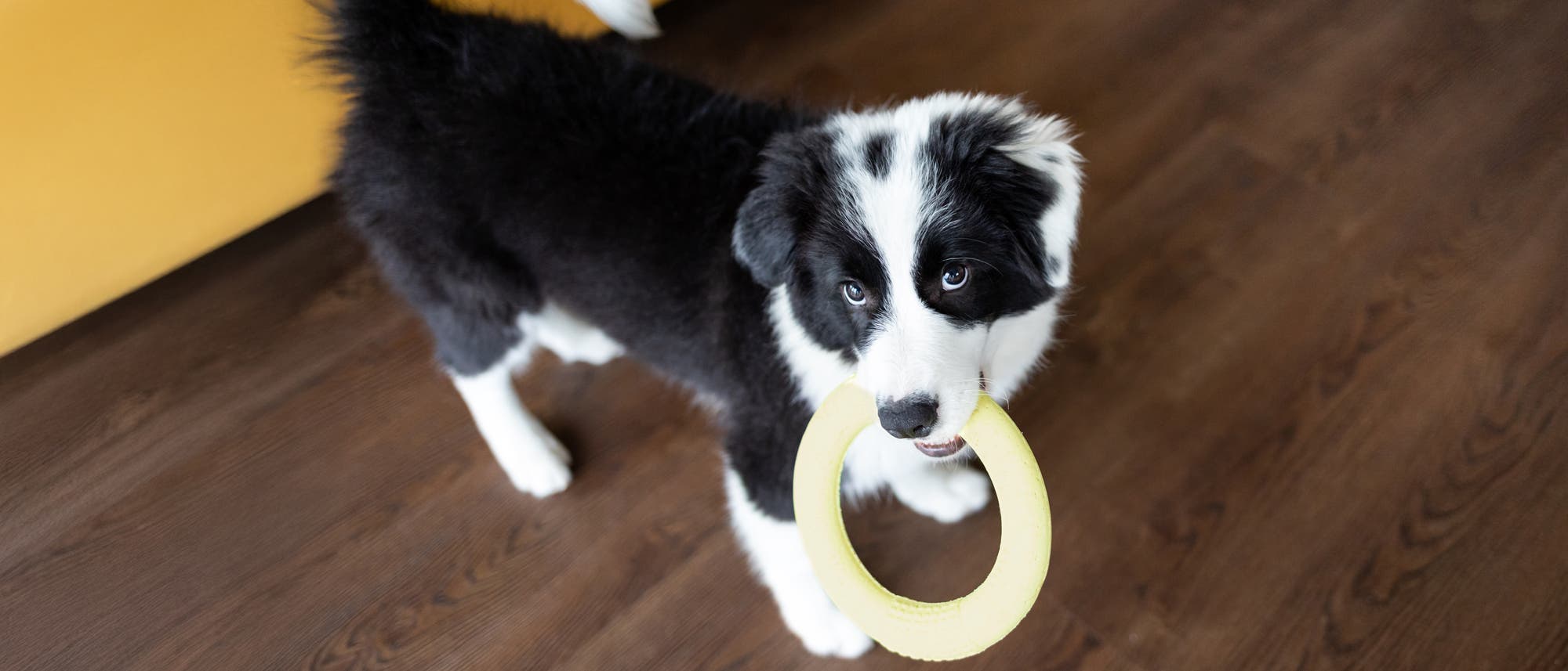 Ein schwarz-wei&szlig;er Hund steht auf einem Holzboden und h&auml;lt einen gelben Ring im Maul. Der Hund schaut aufmerksam in die Kamera.