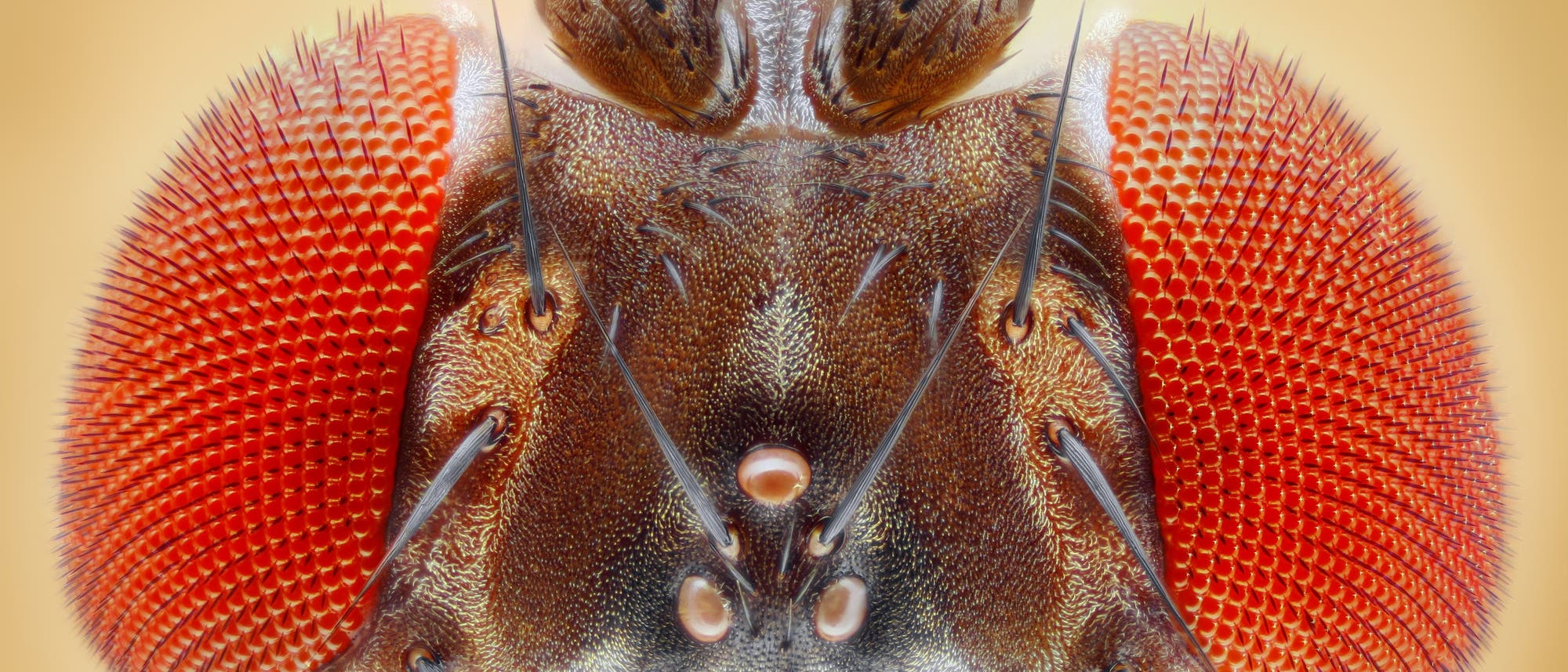 Frontale Großaufnahme des Kopfes einer Drosophila melanogaster, deutlich sind ihre roten Augen zu erkennen