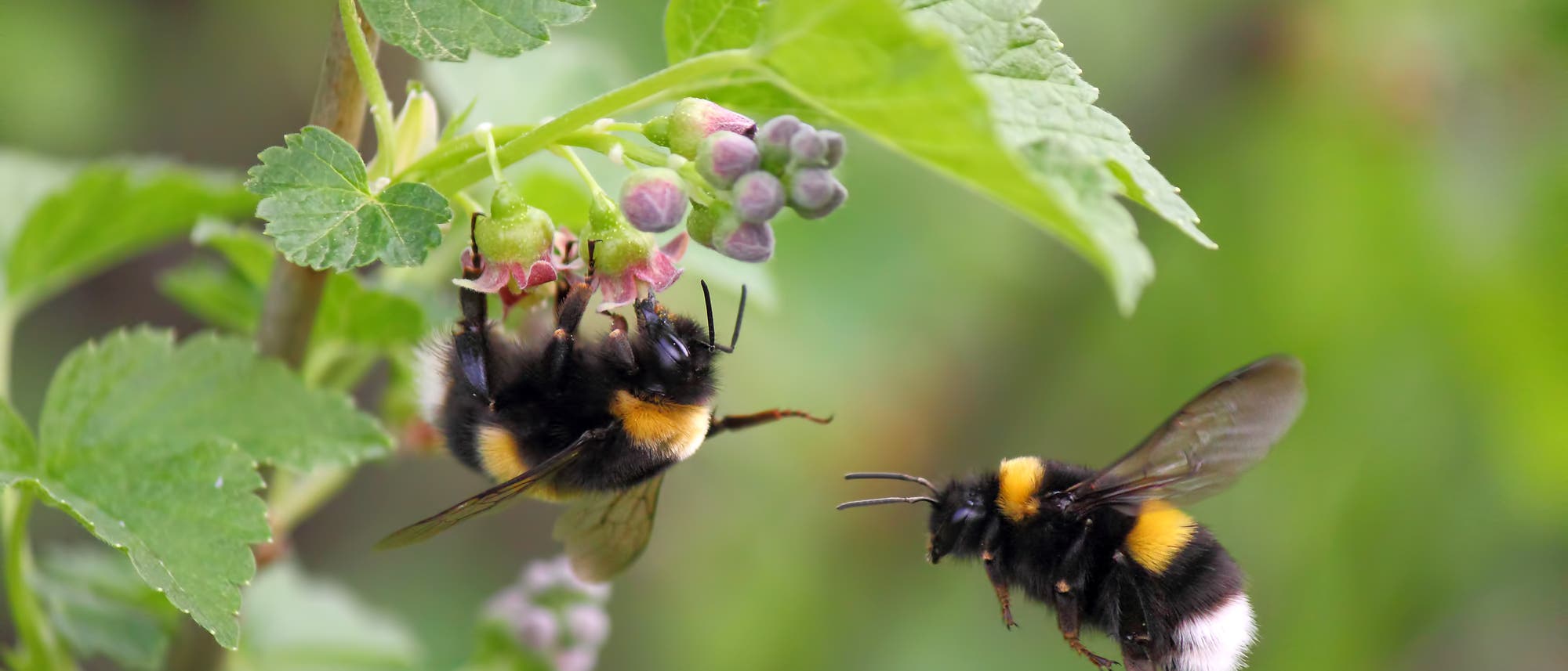 Zwei Hummeln in der Nähe einer blühenden Pflanze mit grünen Blättern und kleinen, violetten Blütenknospen. Eine Hummel sitzt auf der Pflanze, während die andere in der Luft schwebt. Die Szene zeigt die Interaktion von Insekten mit Pflanzen in einem natürlichen Umfeld. Zwei Hummeln in der Nähe einer blühenden Pflanze mit grünen Blättern und kleinen, violetten Blütenknospen. Eine Hummel sitzt auf der Pflanze, während die andere in der Luft schwebt. Die Szene zeigt die Interaktion von Insekten mit Pflanzen in einem natürlichen Umfeld.