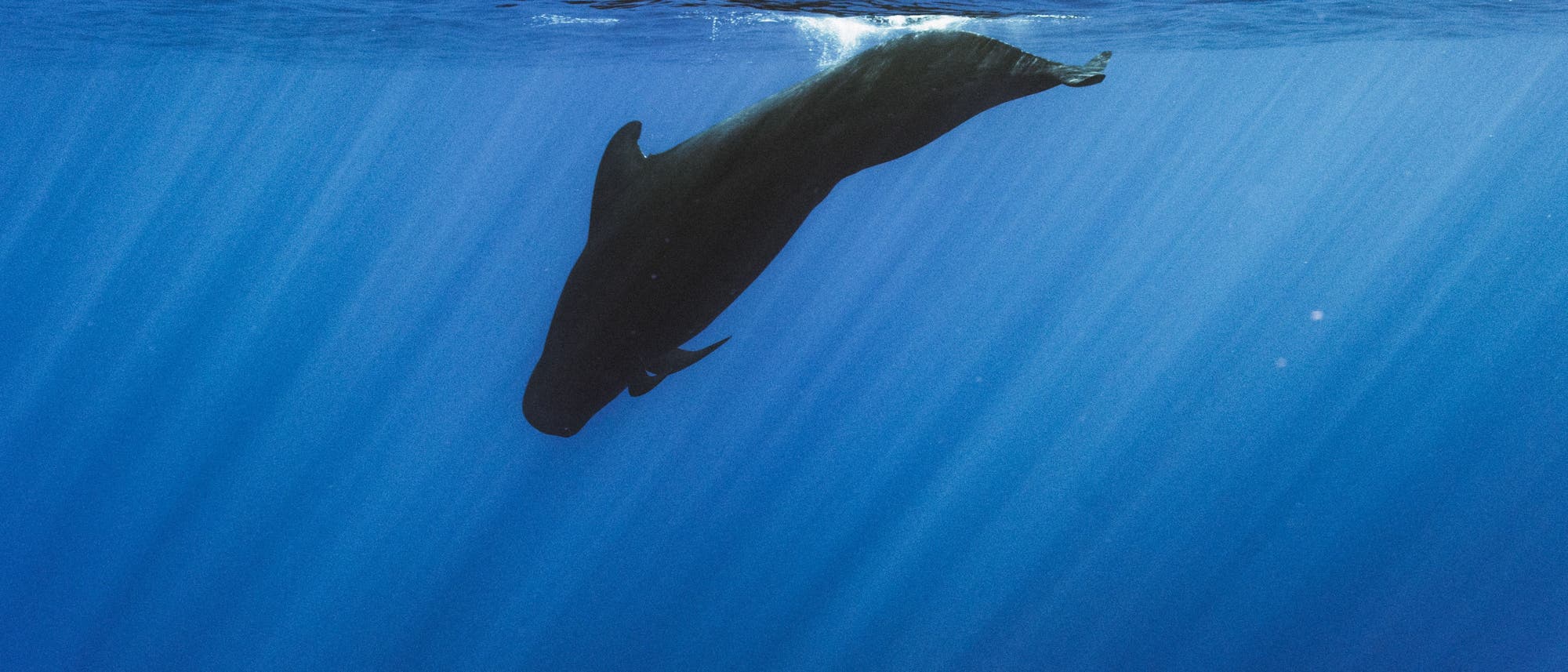 Ein Wal schwimmt unter Wasser in einem tiefblauen Ozean. Sonnenstrahlen durchdringen die Wasseroberfl&auml;che und erzeugen ein sanftes Lichtspiel. Der Wal ist in einer seitlichen Position zu sehen, w&auml;hrend er ruhig durch das Wasser gleitet.