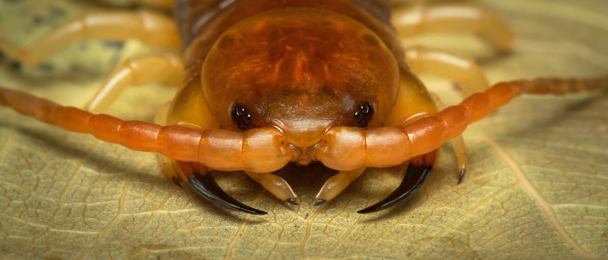 Nahaufnahme eines Tausendfüßers auf einem Blatt. Der Fokus liegt auf dem Kopf und den kräftigen Zangen des Insekts, die bedrohlich wirken. Nahaufnahme eines Tausendfüßers auf einem Blatt. Der Fokus liegt auf dem Kopf und den kräftigen Zangen des Insekts, die bedrohlich wirken.