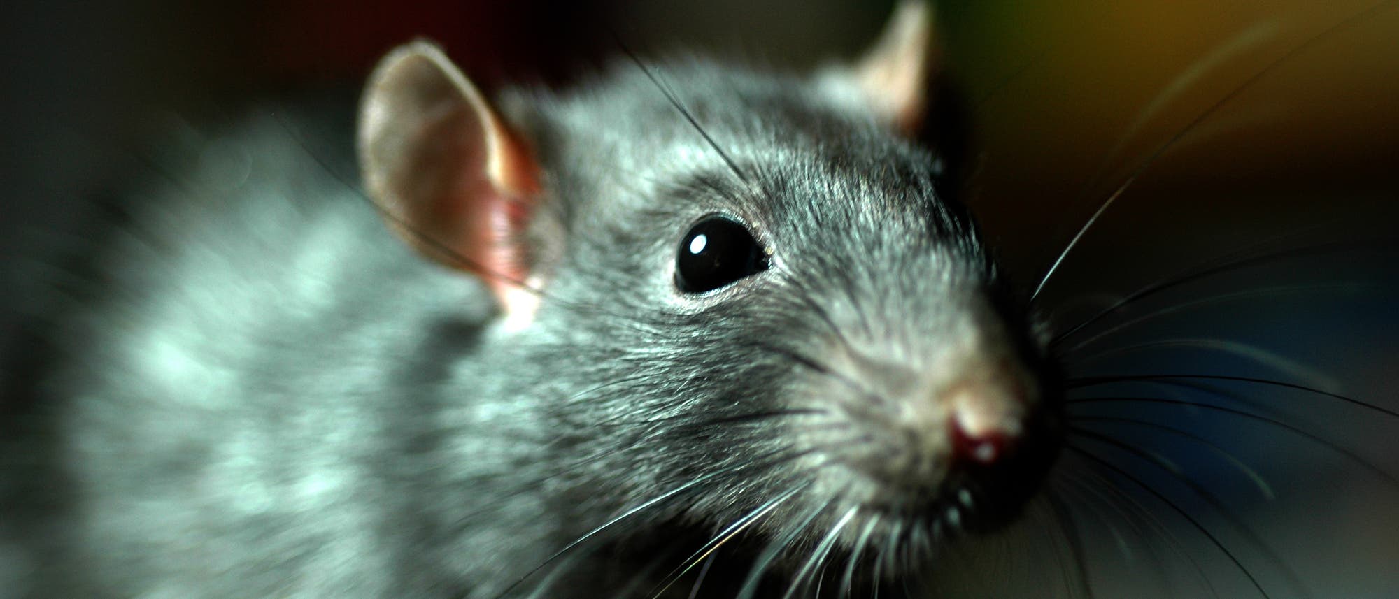 Ratten übertragen direkt die Pest