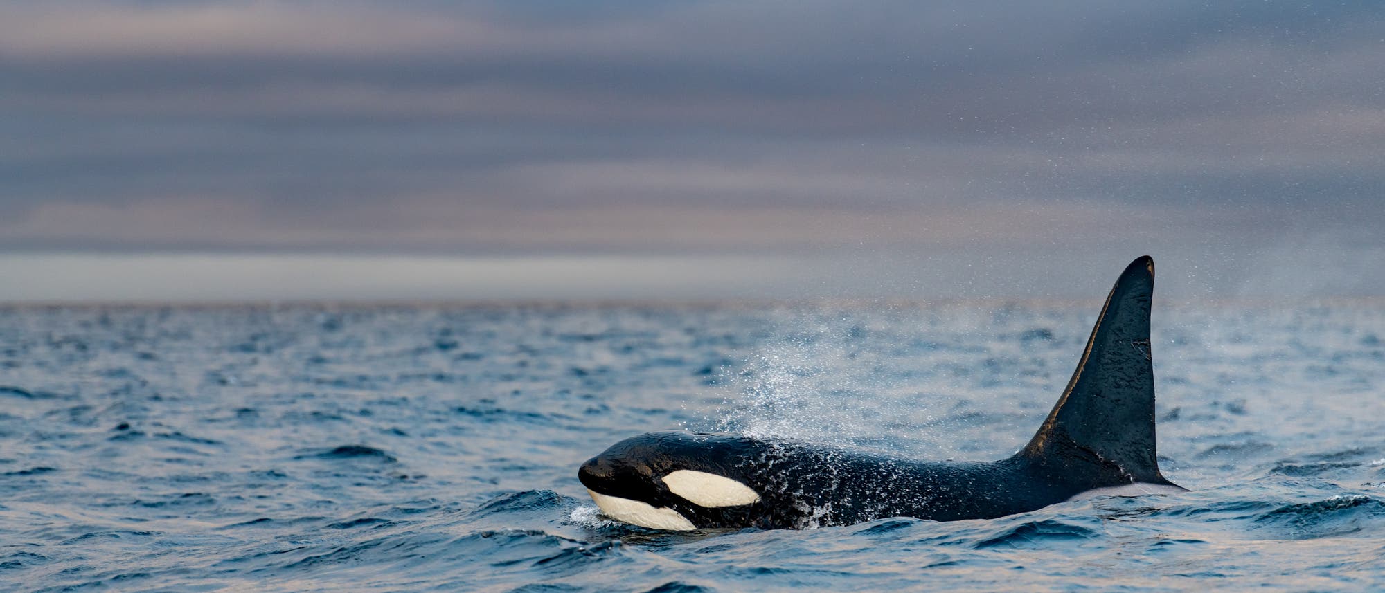 Ein Orca taucht aus dem blauen Ozean auf, während Wasser von seinem Rücken spritzt. Der Himmel ist bewölkt und vermittelt eine ruhige, aber kühle Atmosphäre. Der Orca ist teilweise aus dem Wasser sichtbar, mit seiner markanten schwarz-weißen Färbung und der hohen Rückenflosse. Ein Orca taucht aus dem blauen Ozean auf, während Wasser von seinem Rücken spritzt. Der Himmel ist bewölkt und vermittelt eine ruhige, aber kühle Atmosphäre. Der Orca ist teilweise aus dem Wasser sichtbar, mit seiner markanten schwarz-weißen Färbung und der hohen Rückenflosse.