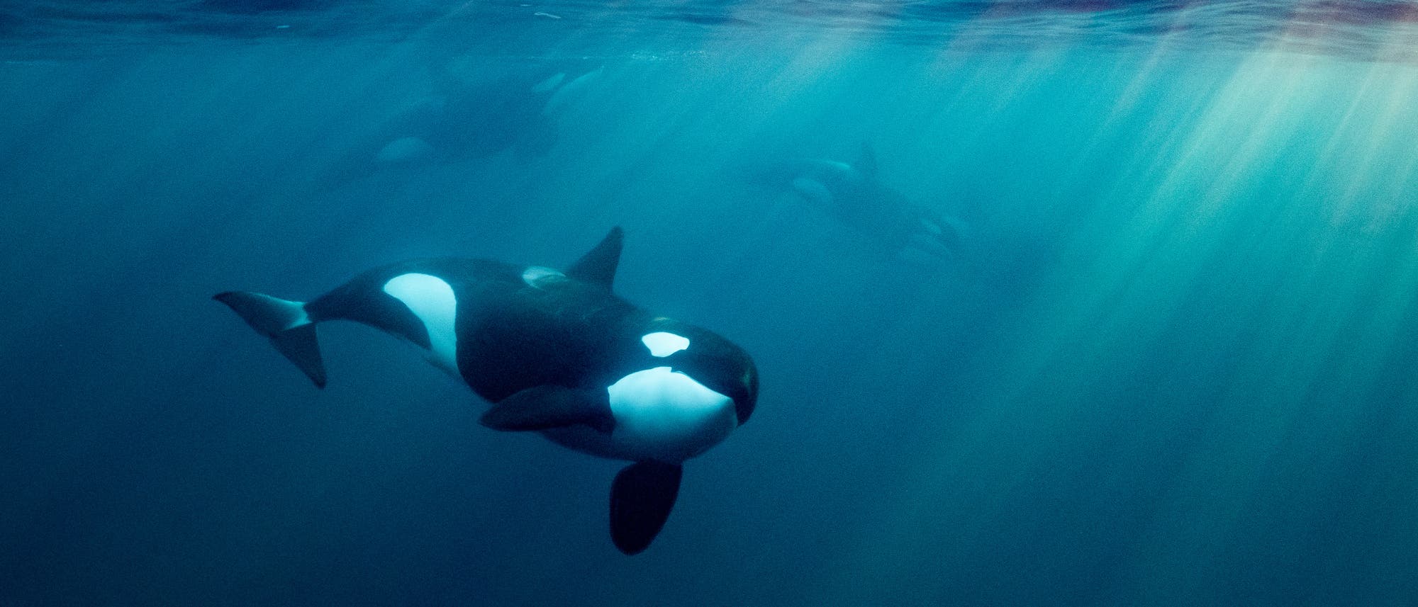 Eine Gruppe von Orcas streift auf der Suche nach Beute durch den Ozean. Sonnenstrahlen dringen durch die Wasseroberfläche und beleuchten die Szene. Eine Gruppe von Orcas streift auf der Suche nach Beute durch den Ozean. Sonnenstrahlen dringen durch die Wasseroberfläche und beleuchten die Szene.