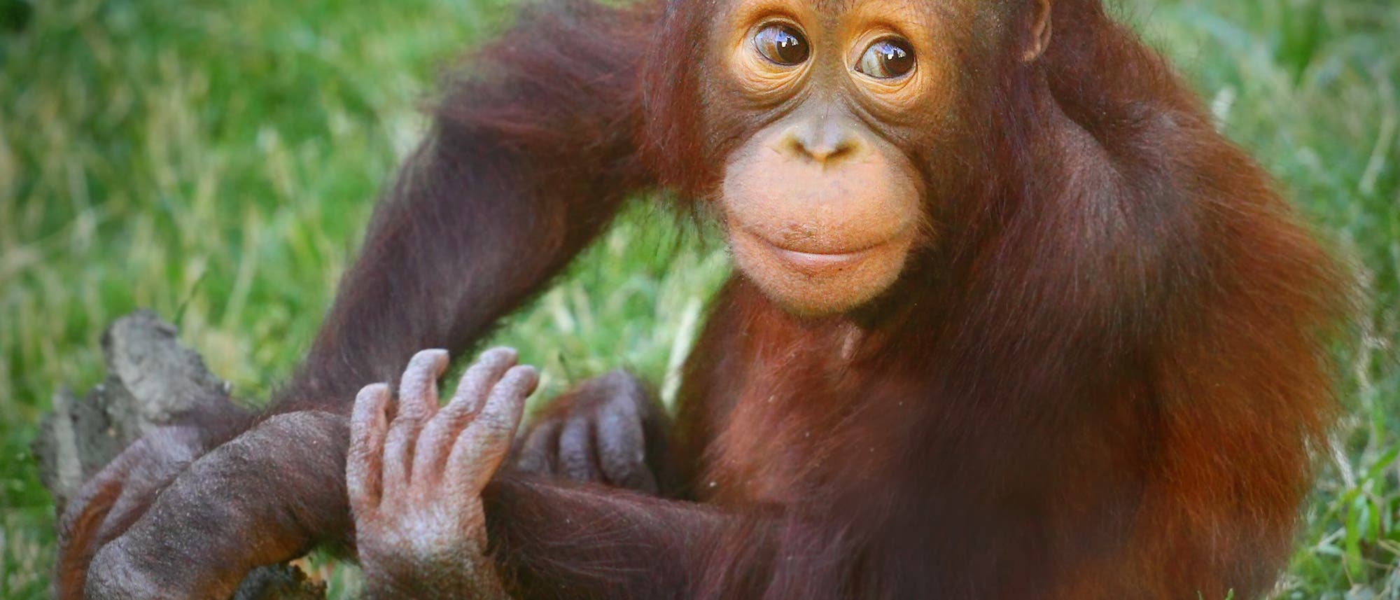 Ein junger Borneo-Orang-Utan sitzt im Gras und guckt in die Kamera.