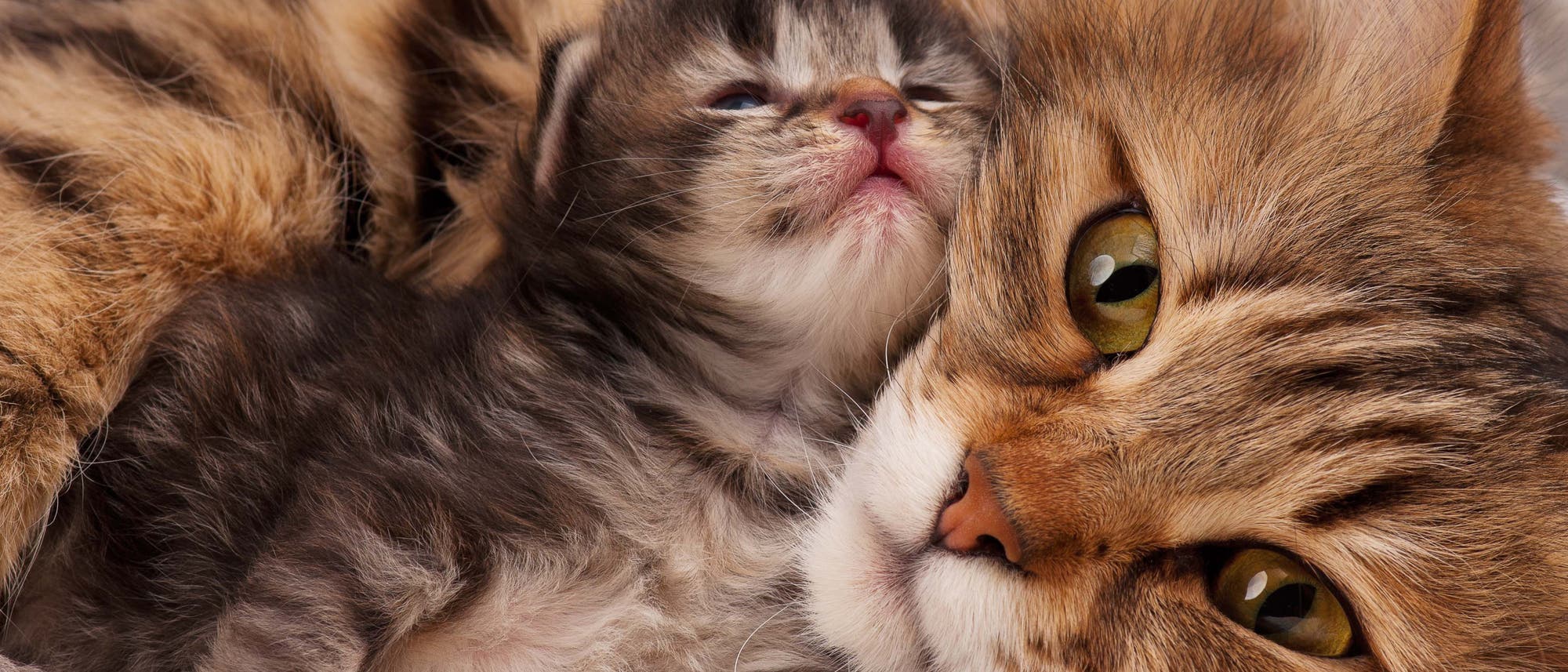 Babykatze mit Katzenmutter