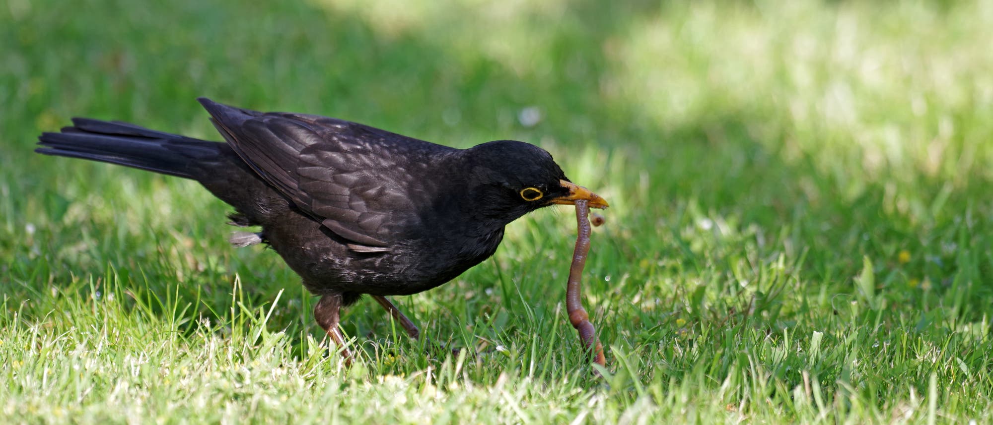 Foto einer männlichen Amsel mit schwarzen Federn und gelbem Schnabel. Sie steht auf kurz geschnittenem Gras sitzt und einen Regenwurm aus der Erde zieht.