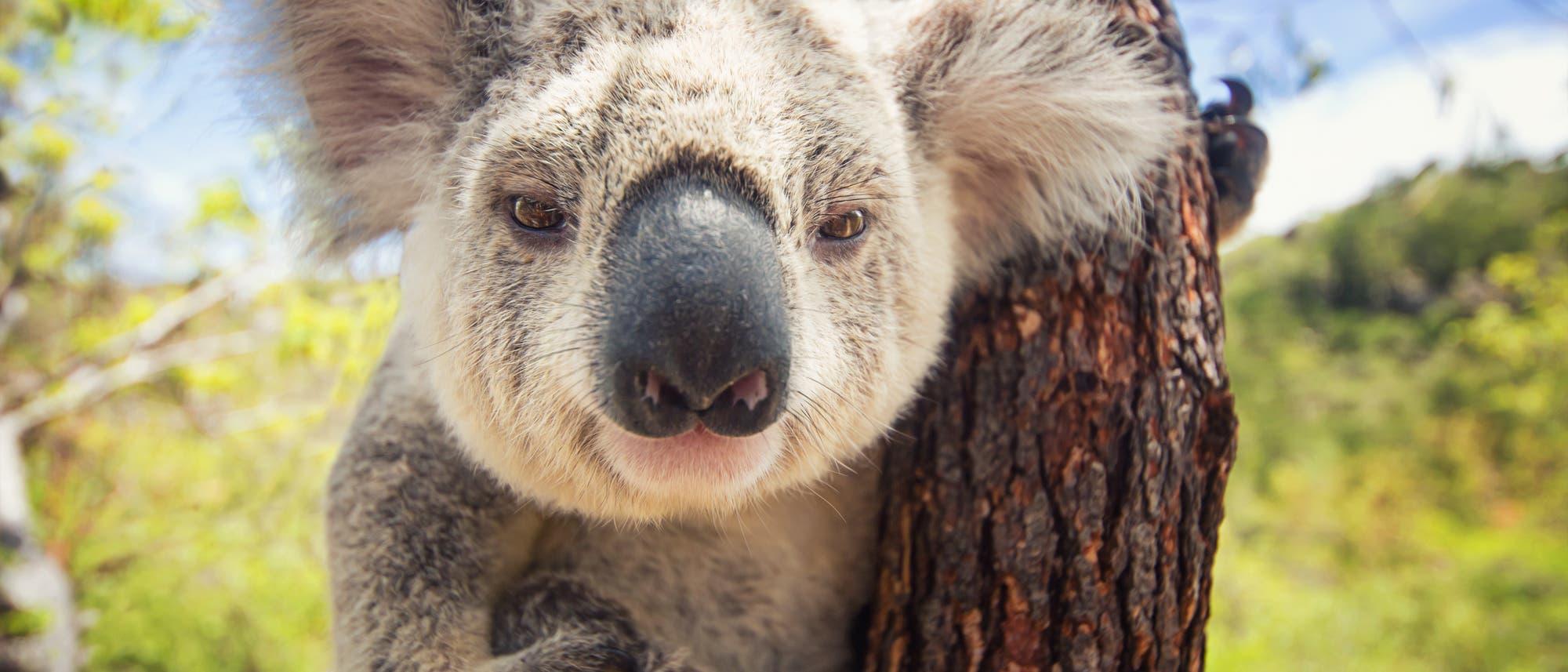 Ein Koala klammert sich an einen Baumstamm.