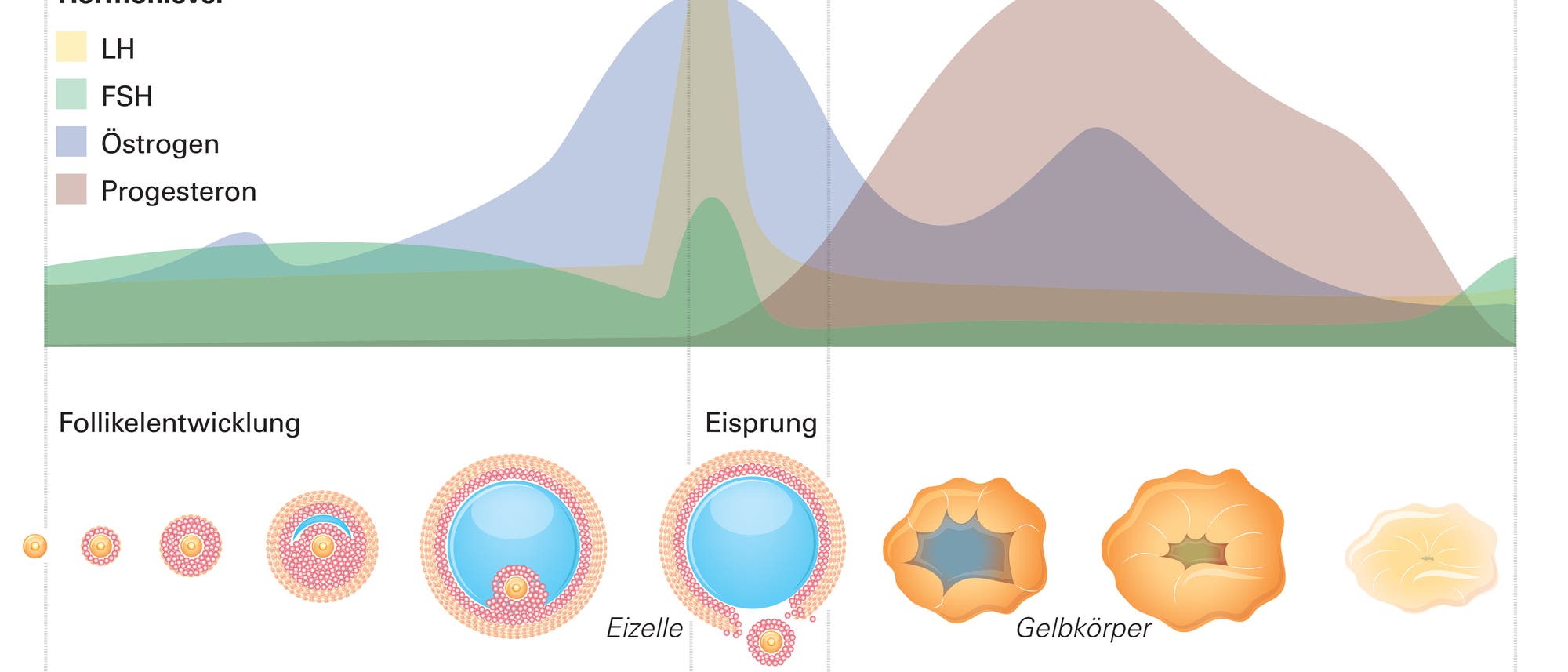 Grafik zum Monatszyklus der weiblichen Geschlechtshormone. Grafik zum Monatszyklus der weiblichen Geschlechtshormone.
