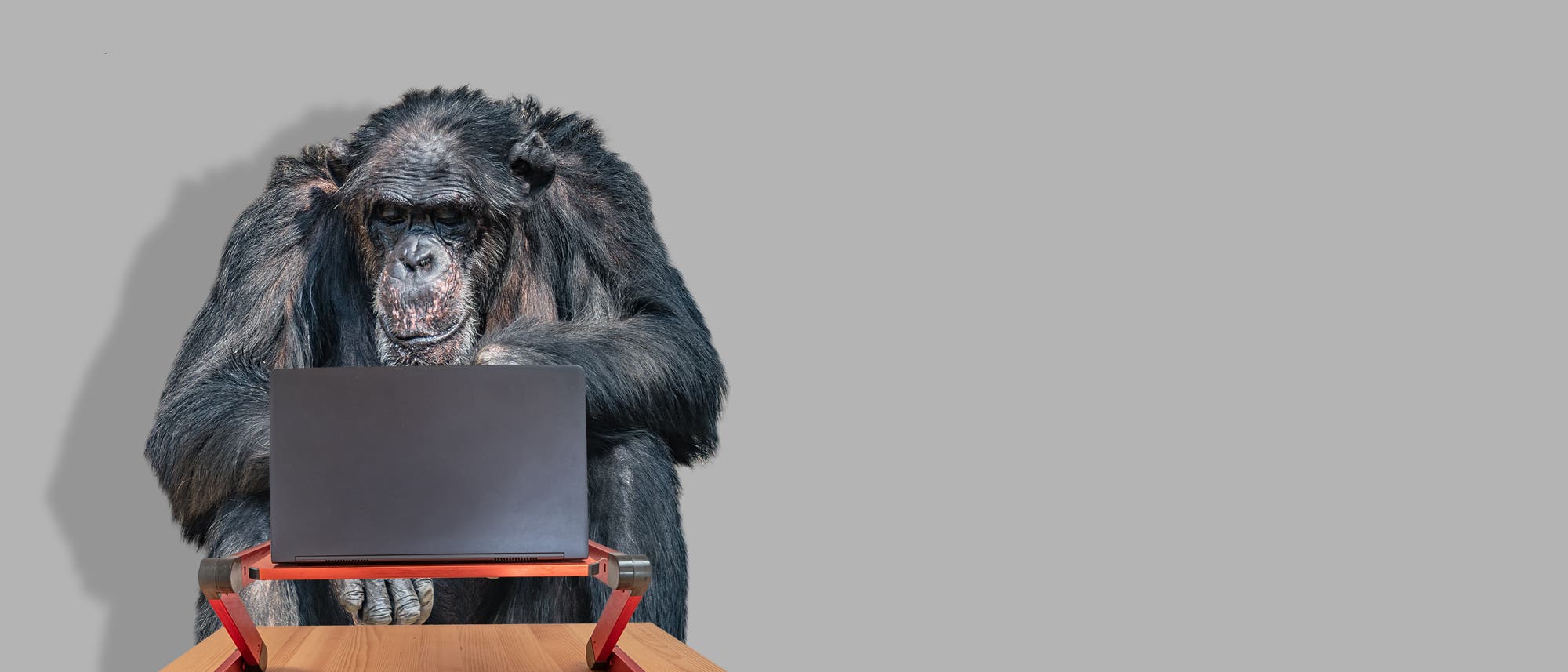 Ein Affe tippt auf einem Computer
