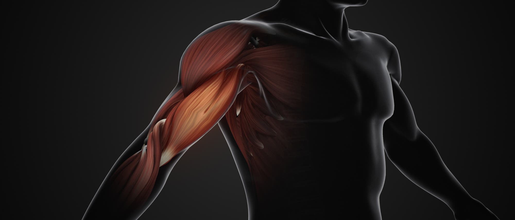 Ein anatomisches Diagramm zeigt die Muskeln des menschlichen Oberarms und der Schulter. Die Muskeln sind detailliert dargestellt, um ihre Struktur und Lage im Körper zu verdeutlichen. Der Hintergrund ist dunkel, wodurch die Muskeln hervorgehoben werden. Dieses Bild dient der Veranschaulichung der menschlichen Anatomie, insbesondere der Muskelgruppen im Arm- und Schulterbereich. Ein anatomisches Diagramm zeigt die Muskeln des menschlichen Oberarms und der Schulter. Die Muskeln sind detailliert dargestellt, um ihre Struktur und Lage im Körper zu verdeutlichen. Der Hintergrund ist dunkel, wodurch die Muskeln hervorgehoben werden. Dieses Bild dient der Veranschaulichung der menschlichen Anatomie, insbesondere der Muskelgruppen im Arm- und Schulterbereich.