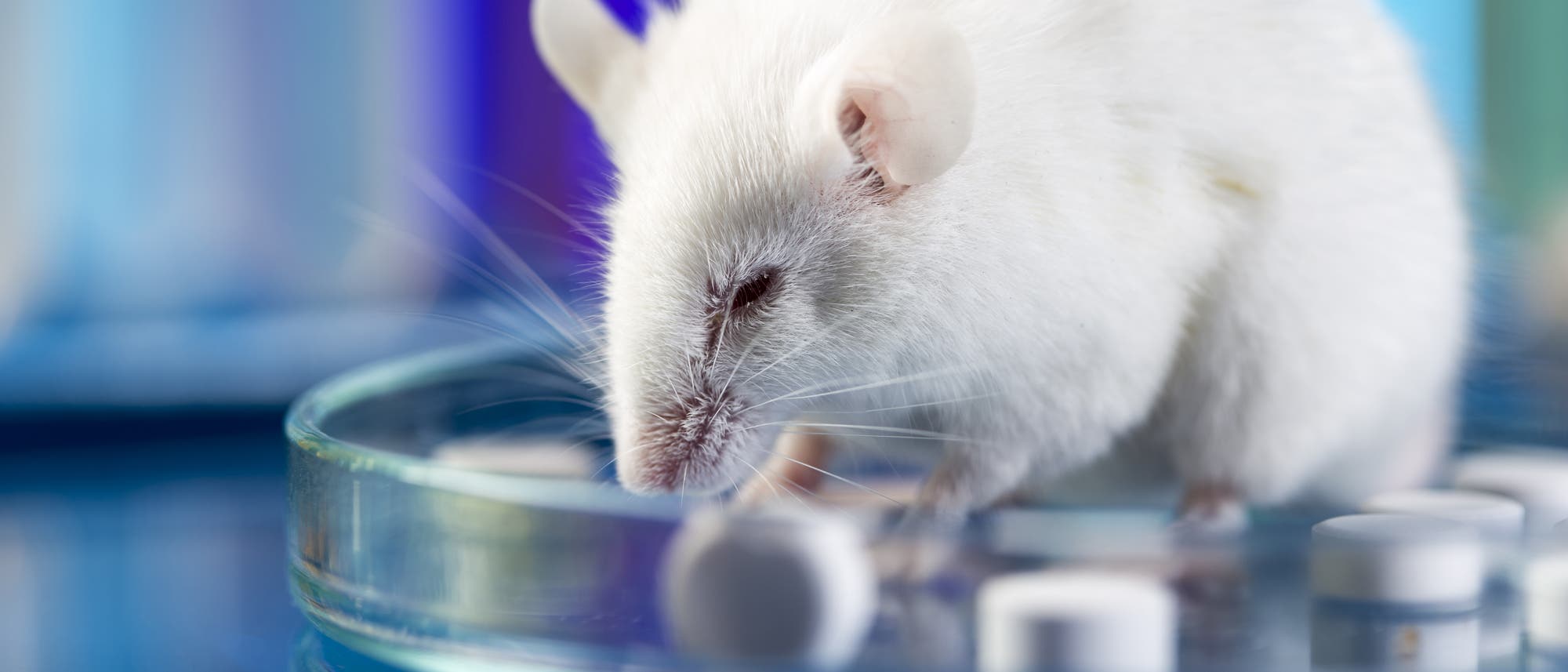 Maus auf Petrischale mit Tabletten
