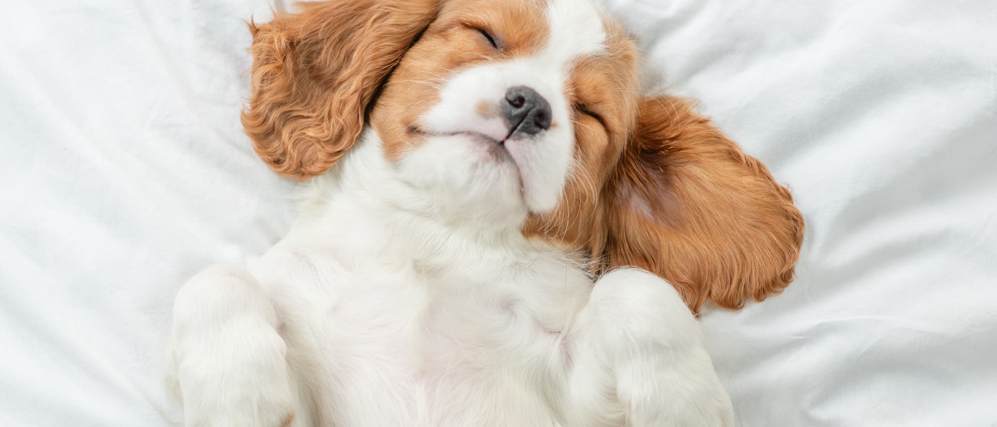 Ein weiß-brauner Hund liegt rücklings auf einer weißen Decke. Seine Augen sind geschlossen, die Pfötchen sind in die Höhe gestreckt.