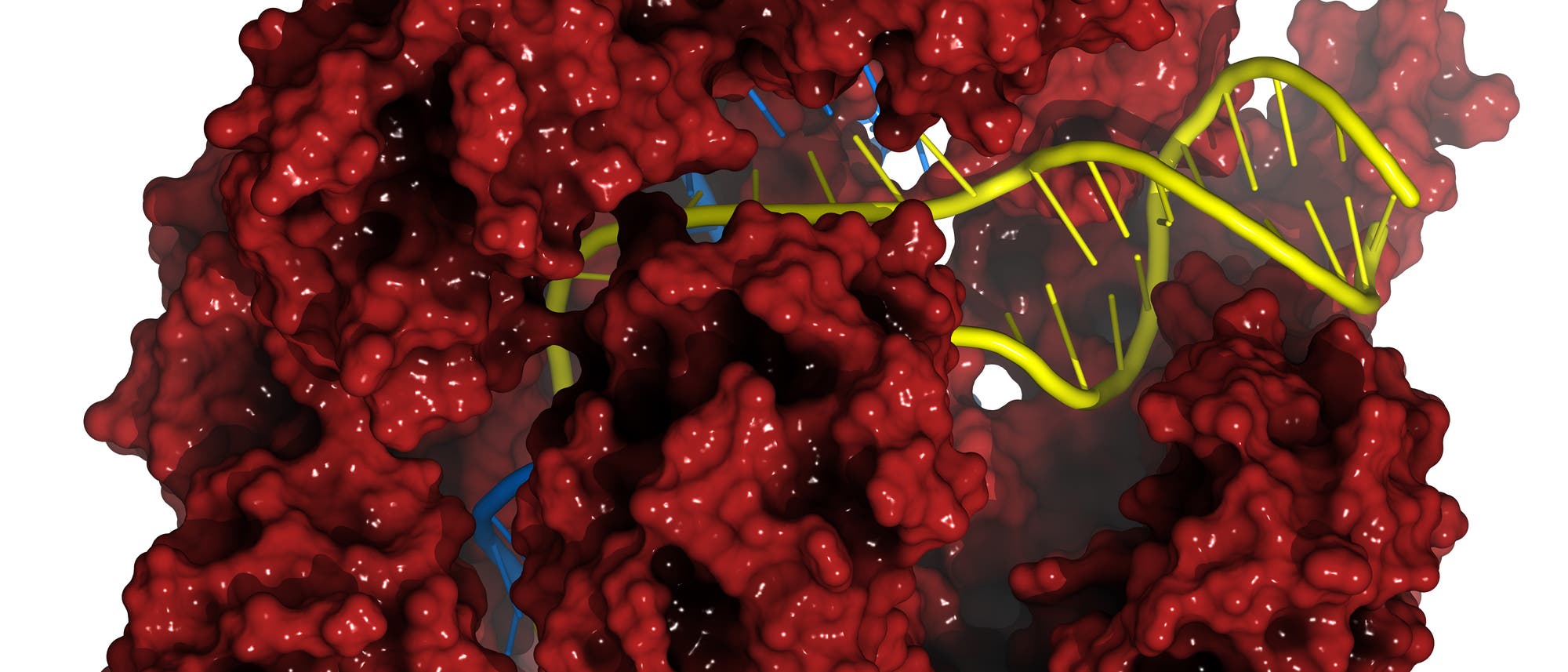 CRISPR-Cas-DNA-Komplex
