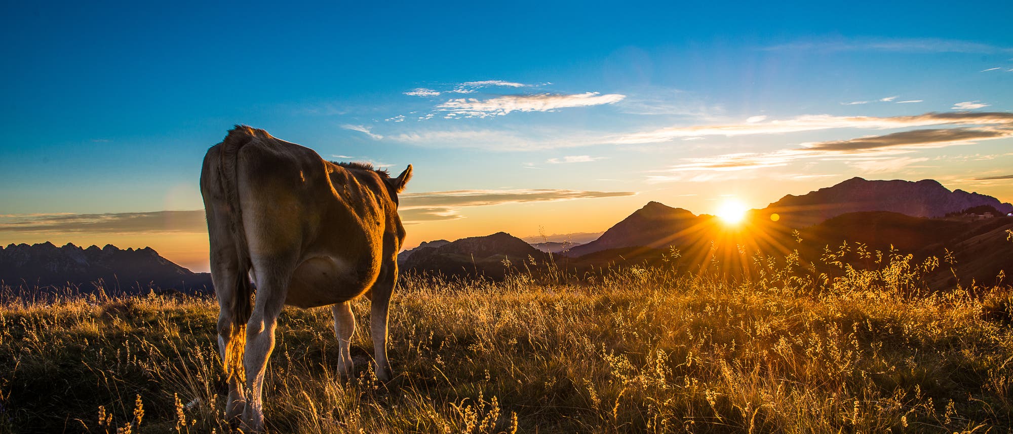 Kuh bei Sonnenuntergang