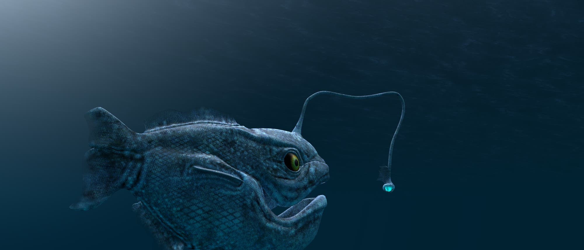 Tiefsee-Anglerfische kommen in den Weltmeeren in Tiefen unter 300 Meter vor.