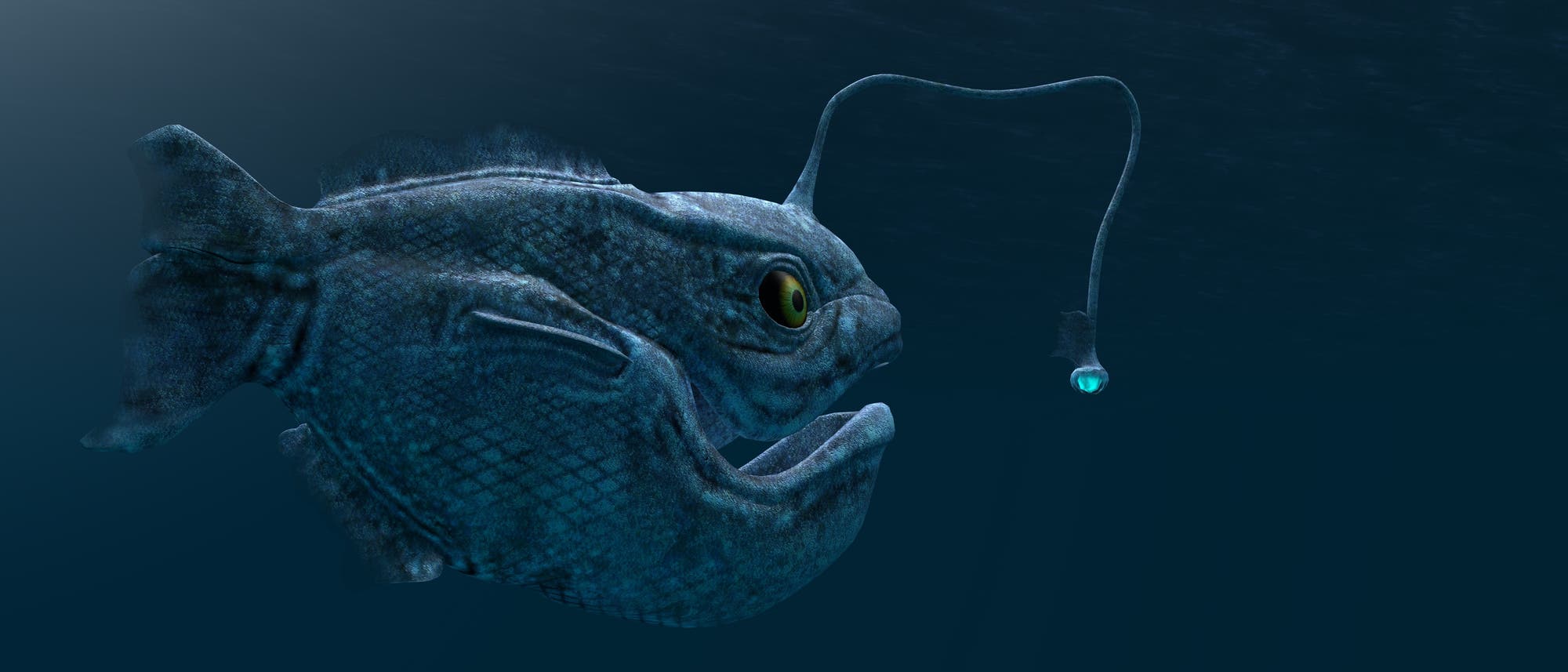 Tiefsee-Anglerfische kommen in den Weltmeeren in Tiefen unter 300 Meter vor.