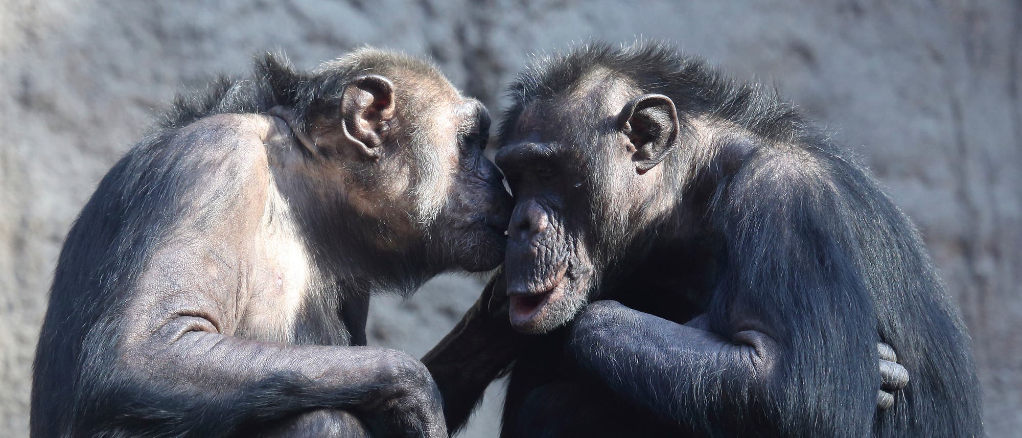 Zwei nah beieinander sitzende Schimpansen; es sieht aus, als würde der linke dem rechten etwas ins Ohr flüstern.