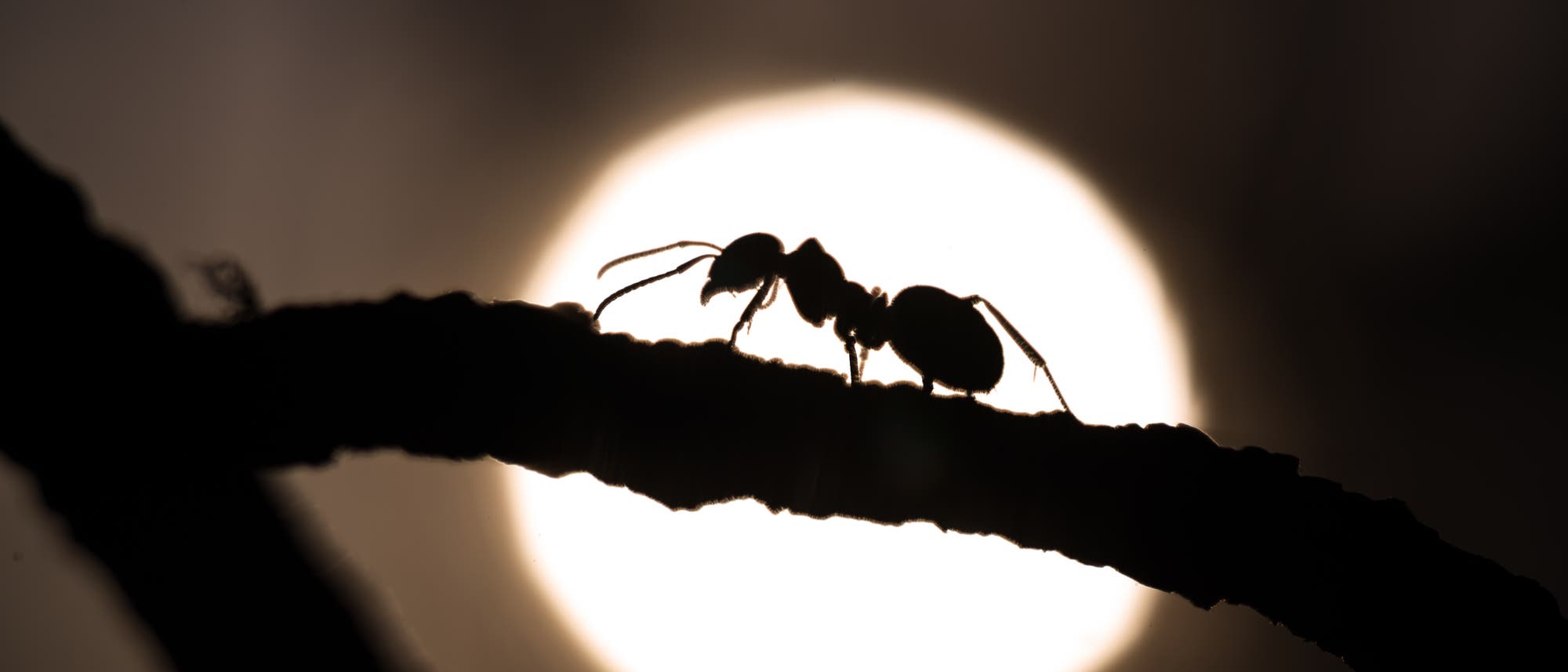 Eine Ameise ist als Silhouette auf einem Ast zu sehen, beleuchtet von einem gro&szlig;en, hellen Vollmond im Hintergrund. Die Szene ist in einem dunklen, n&auml;chtlichen Umfeld aufgenommen, wodurch die Konturen der Ameise und des Astes deutlich hervortreten.