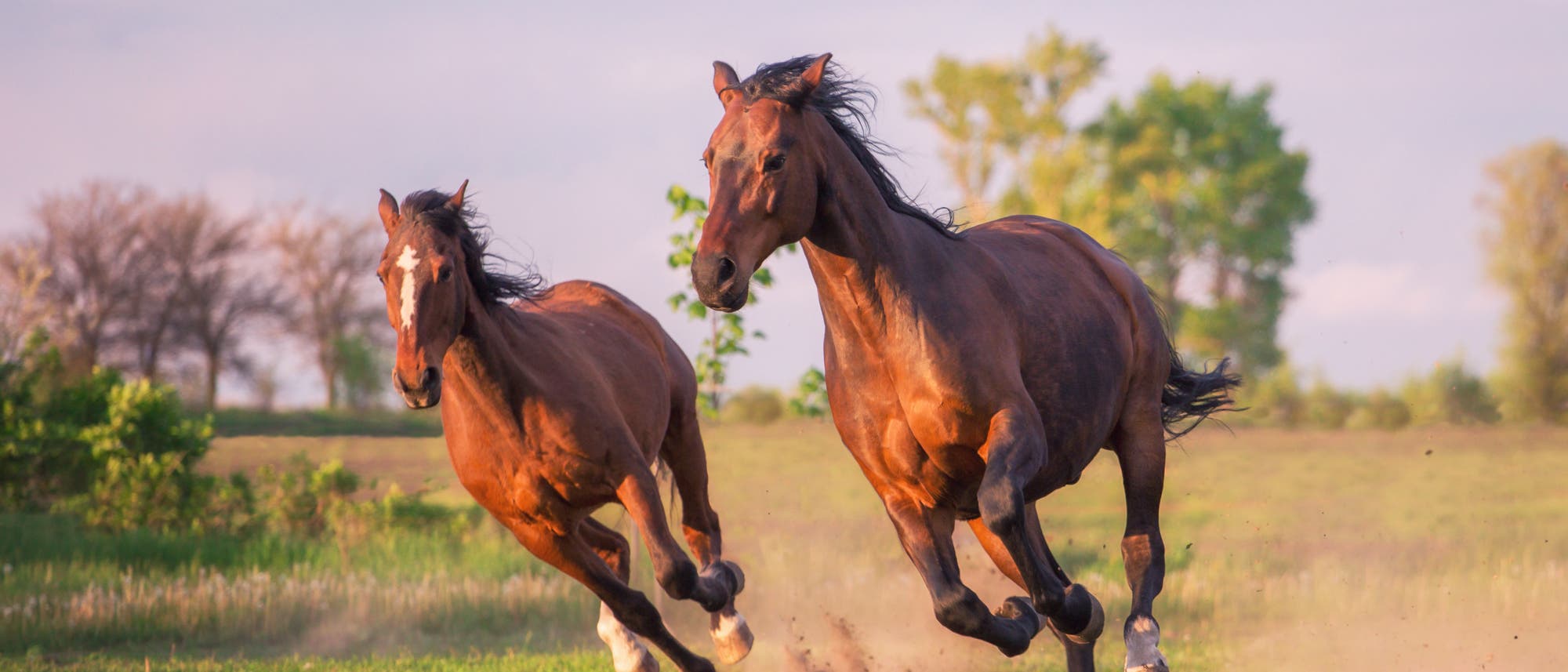 Zwei dunkelbraune Pferde laufen über Gras. Da gibt es ganz, ganz bestimmt auch Fachbegriffe für.