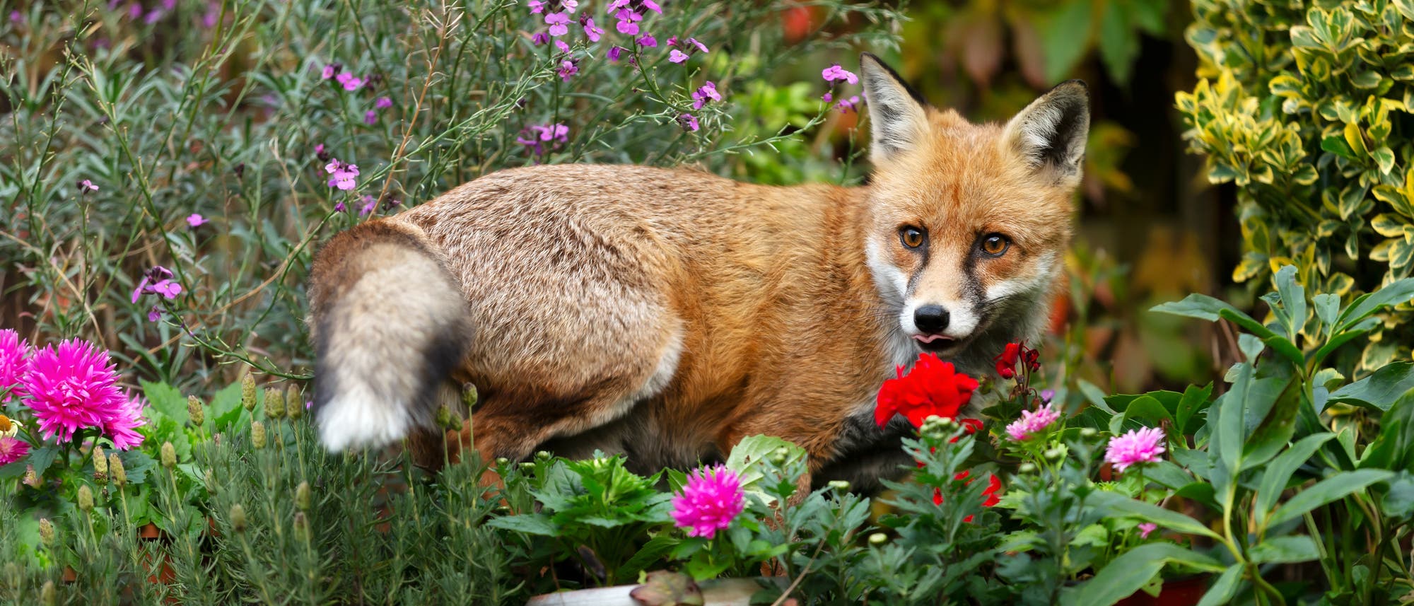 Ein Fuchs steht in einem bl&uuml;henden Garten, umgeben von bunten Blumen. 